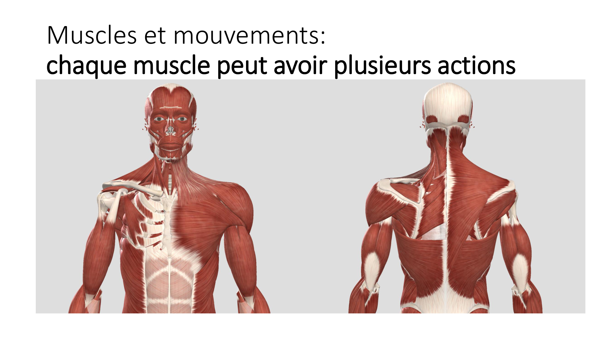 1 BA MS épaule 2025-26 page 12