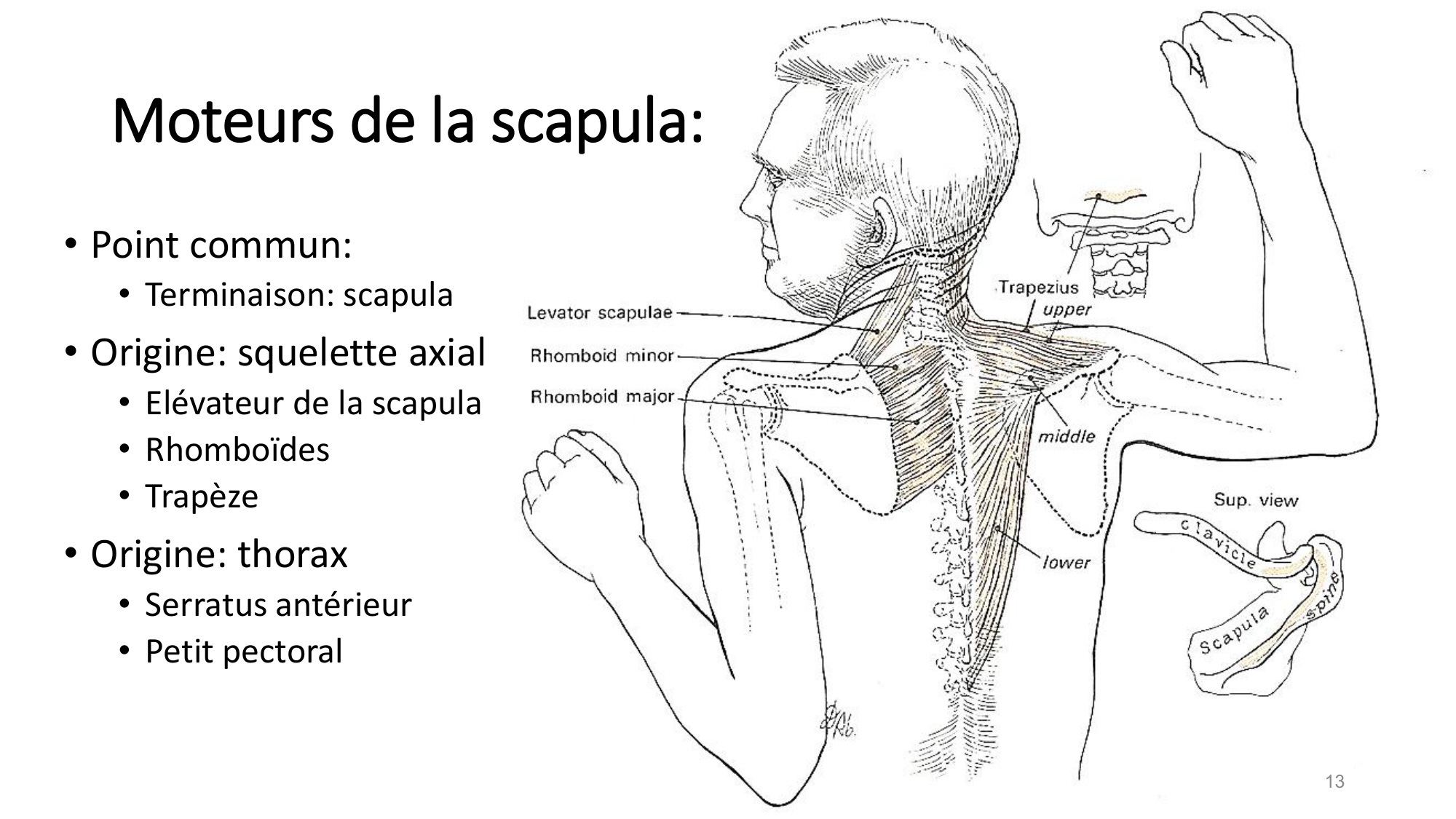 1 BA MS épaule 2025-26 page 13