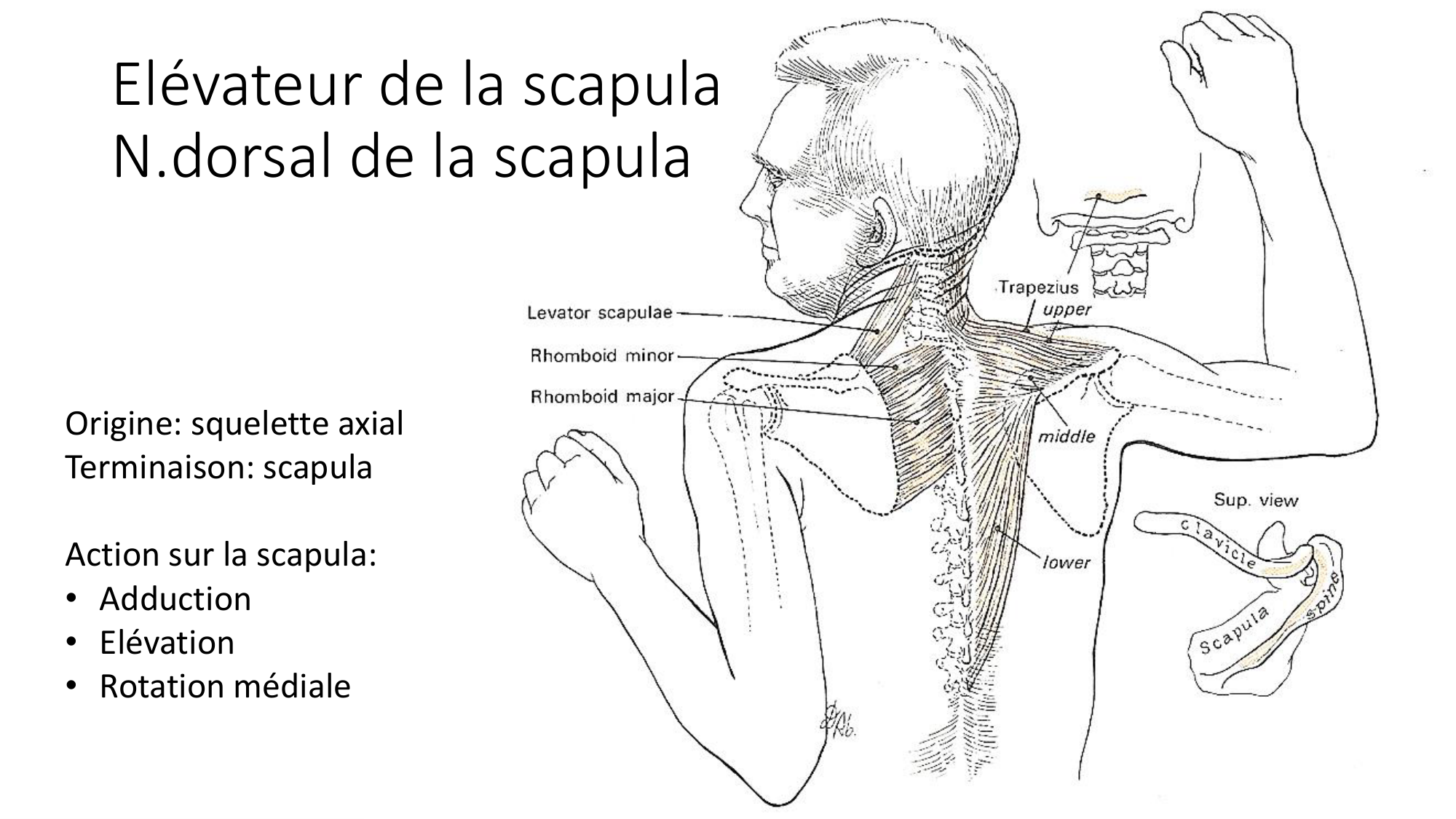 1 BA MS épaule 2025-26 page 14