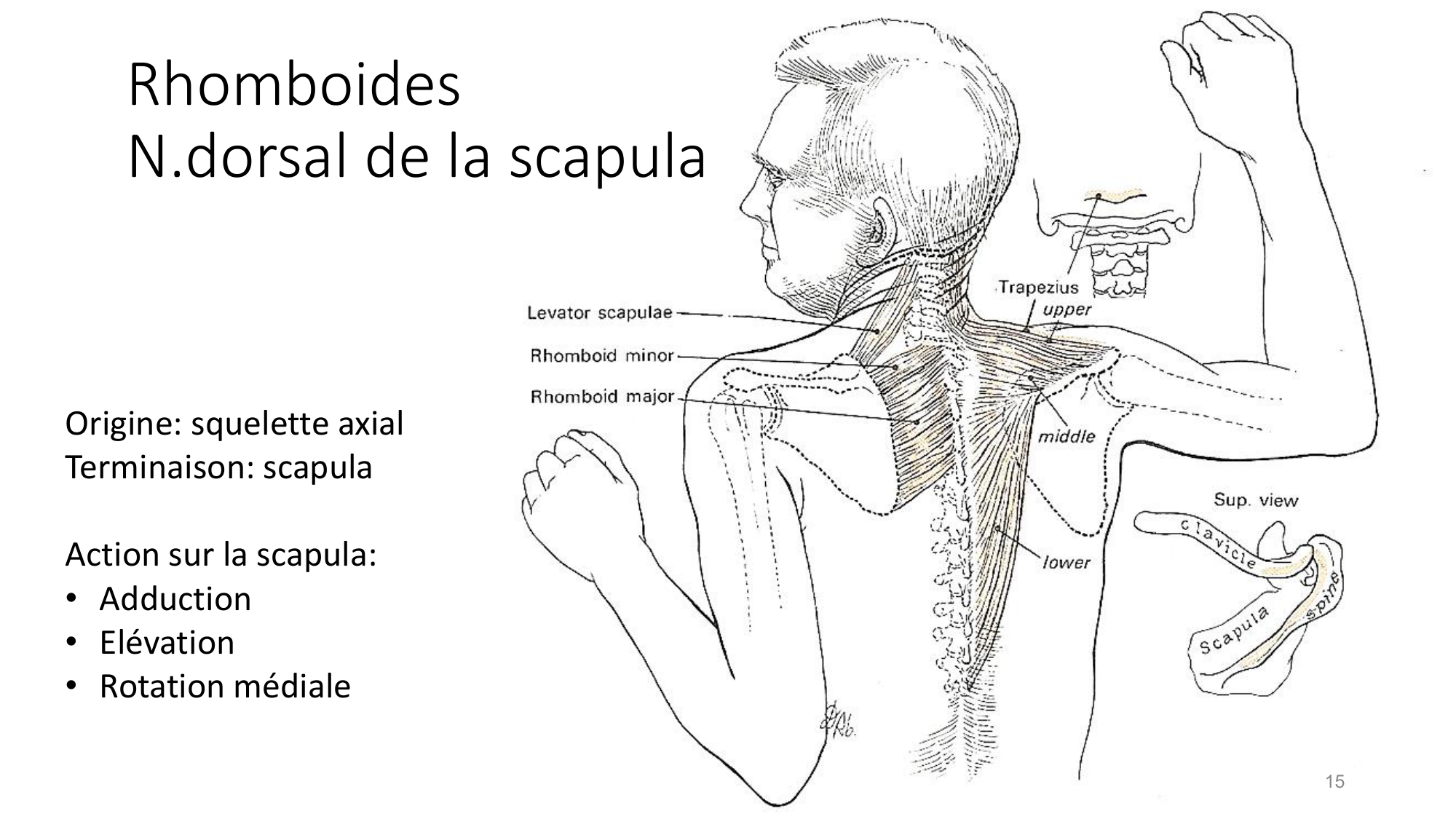 1 BA MS épaule 2025-26 page 15
