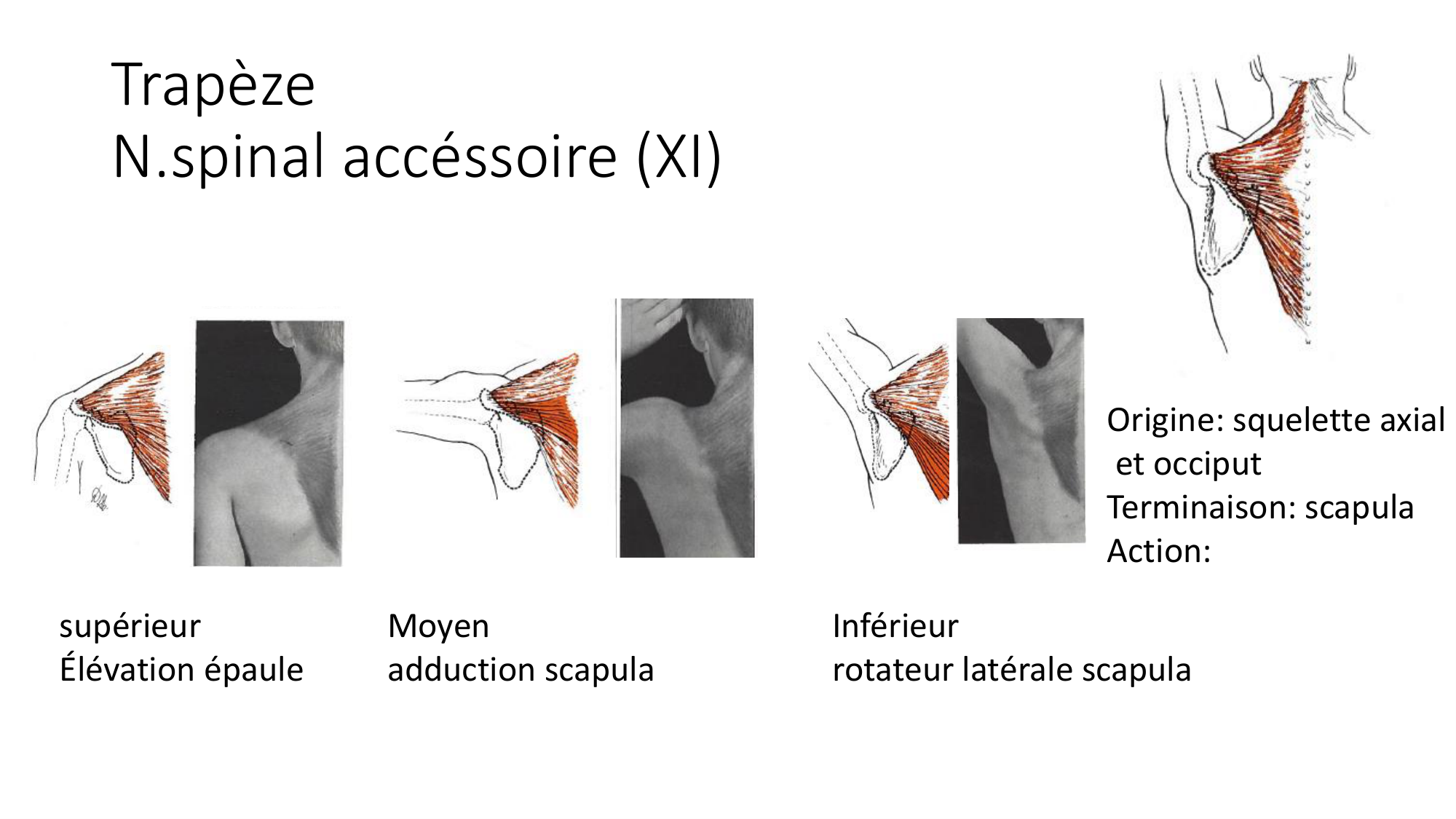 1 BA MS épaule 2025-26 page 16