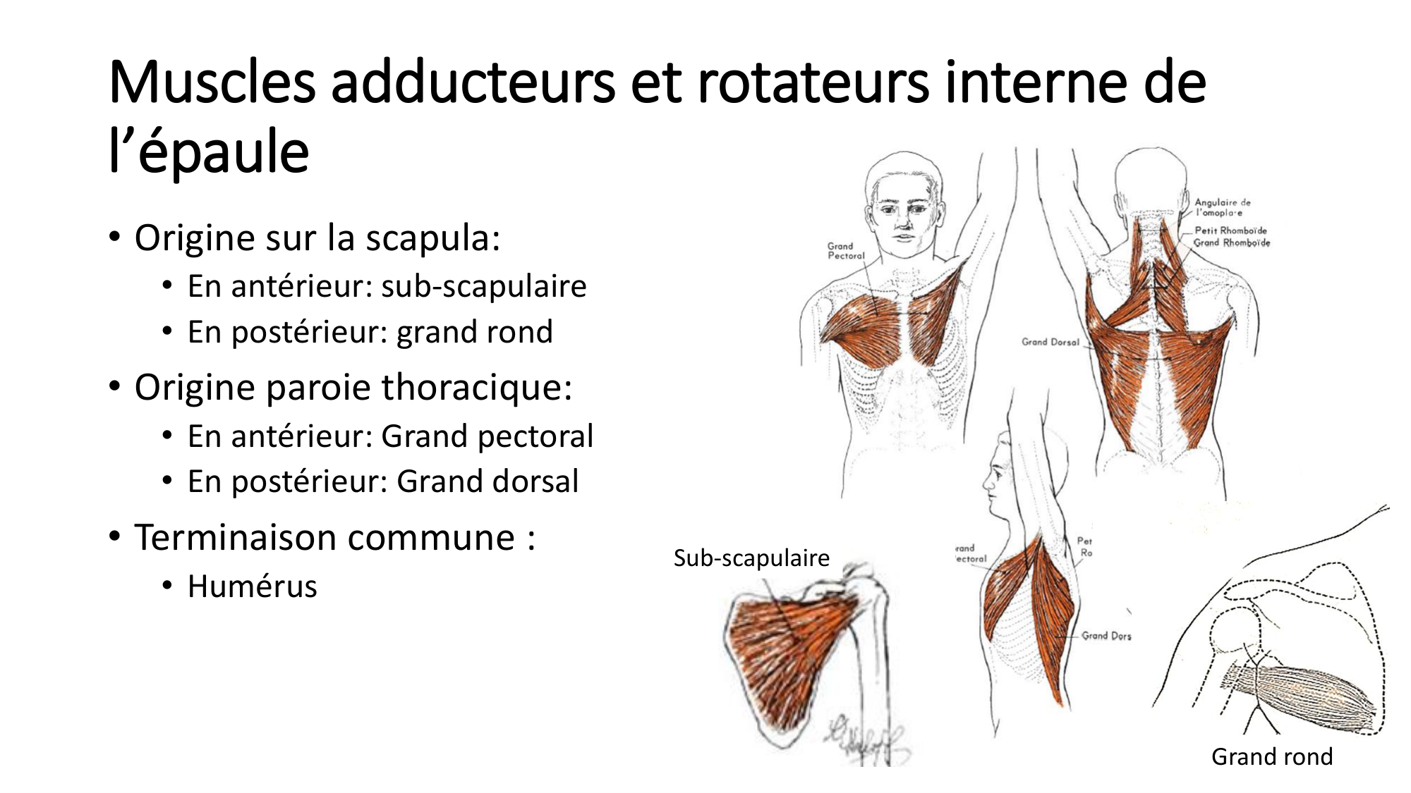 1 BA MS épaule 2025-26 page 20