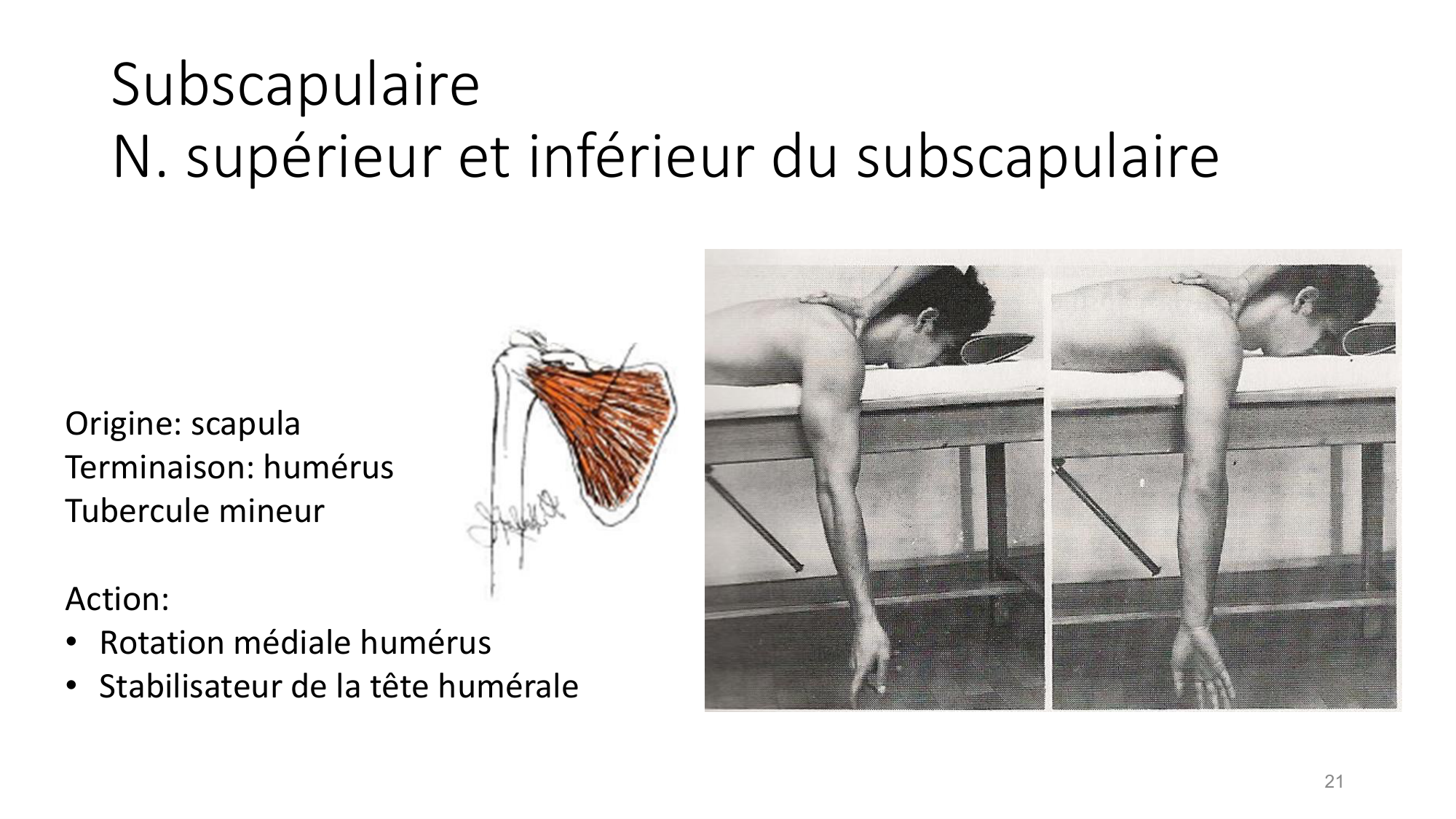 1 BA MS épaule 2025-26 page 21