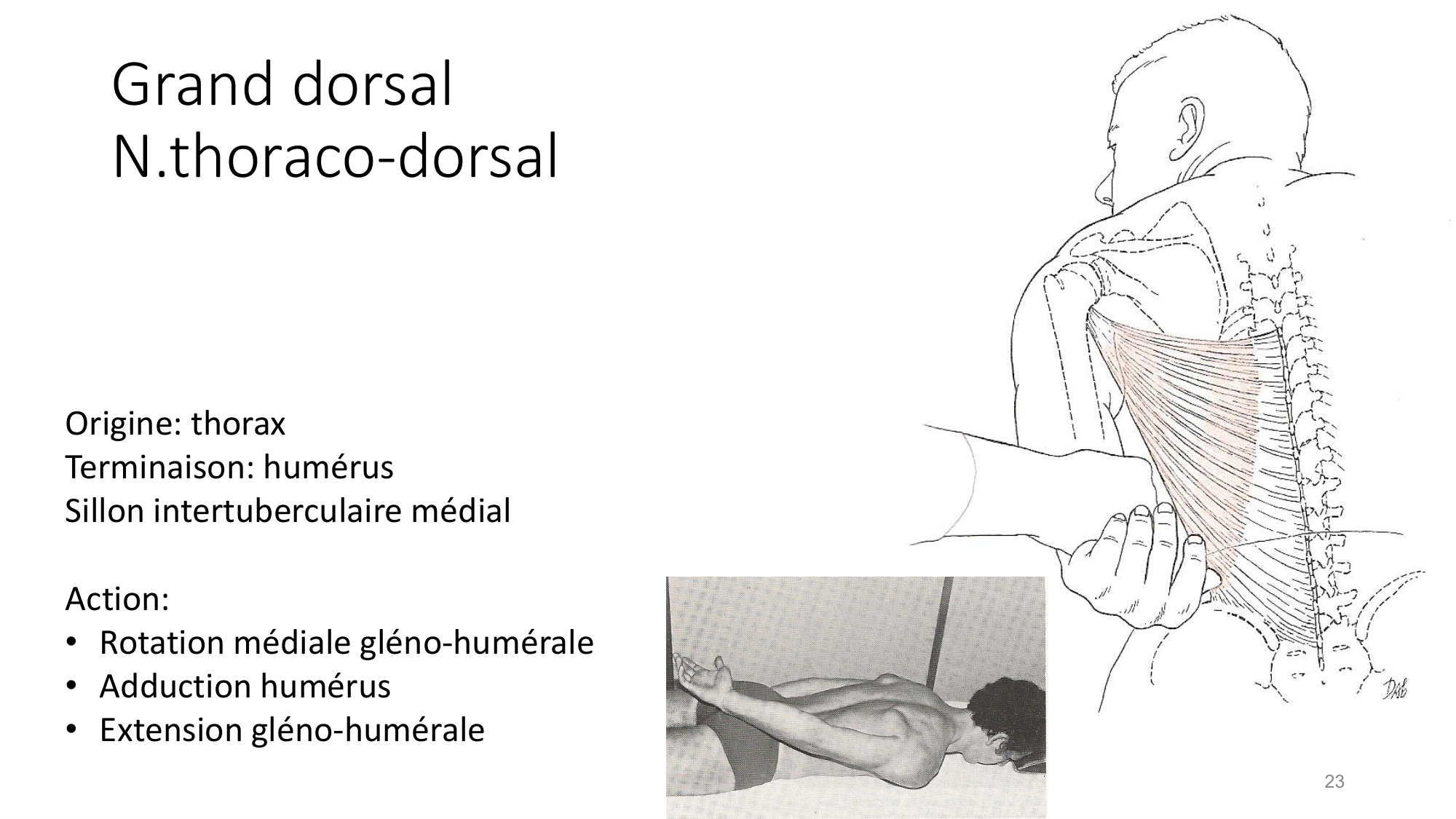 1 BA MS épaule 2025-26 page 23