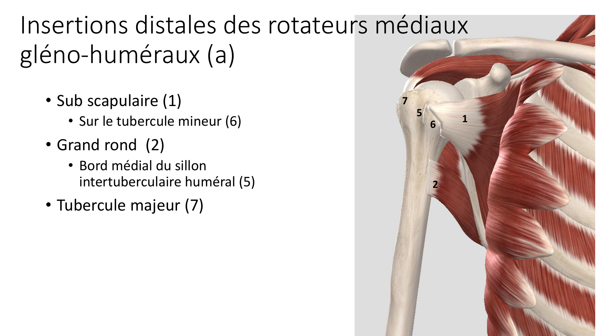 1 BA MS épaule 2025-26 page 25