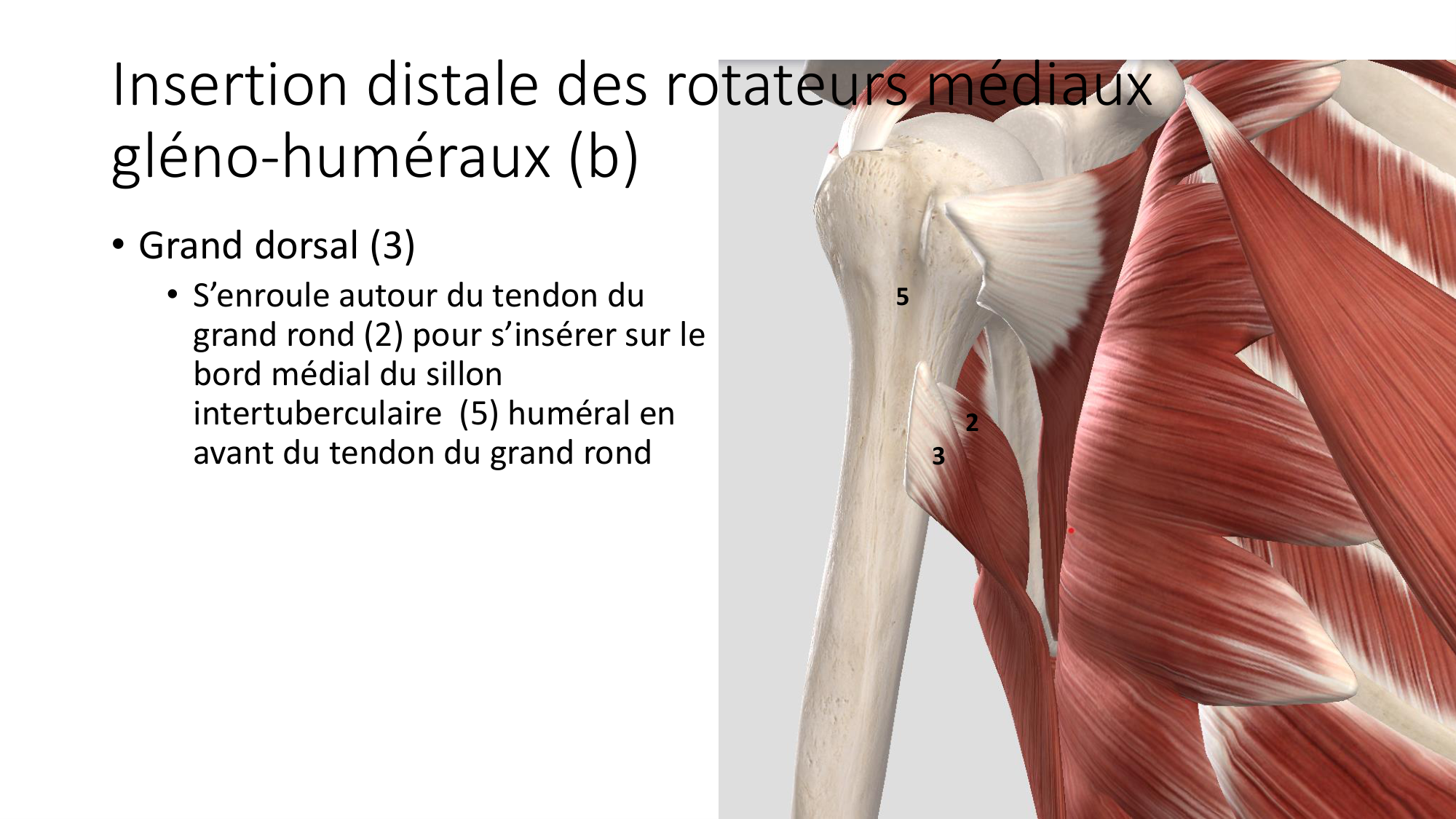 1 BA MS épaule 2025-26 page 26