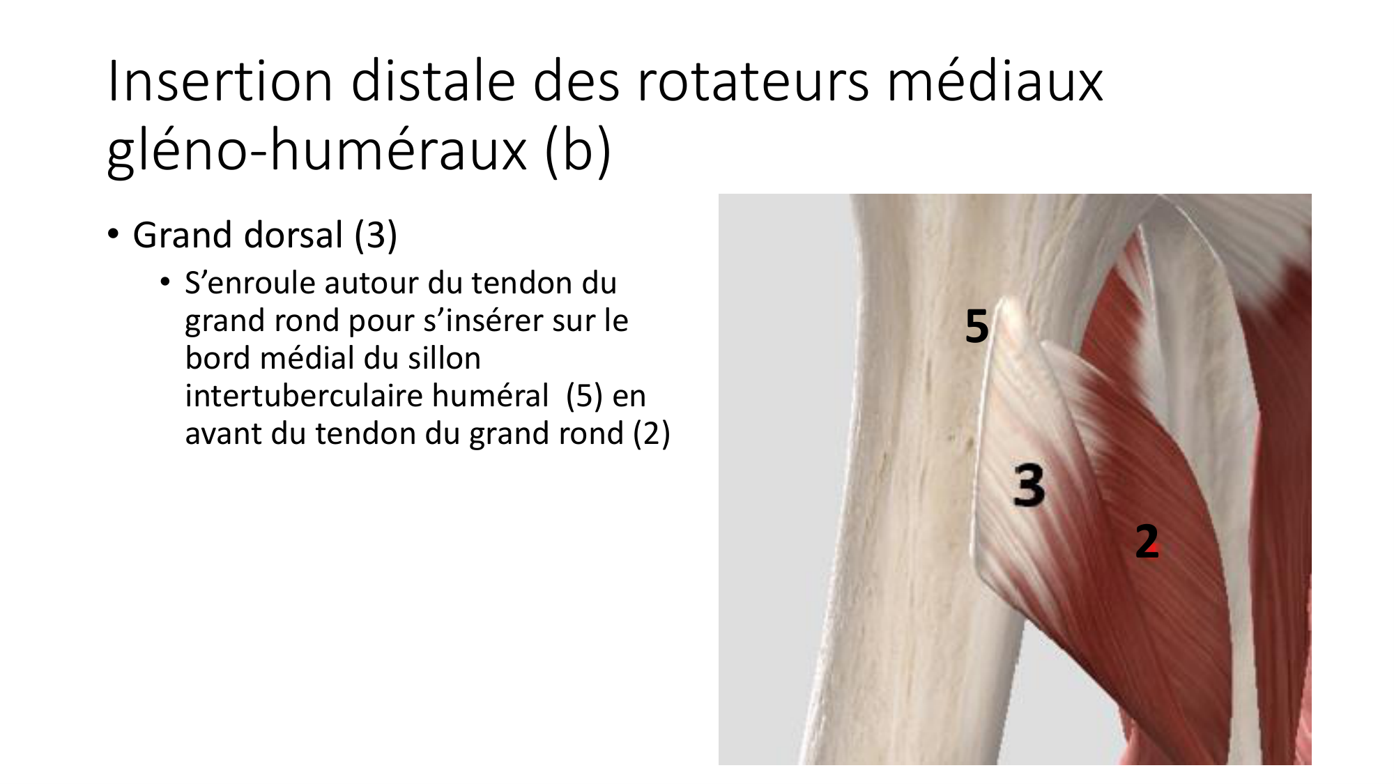 1 BA MS épaule 2025-26 page 27