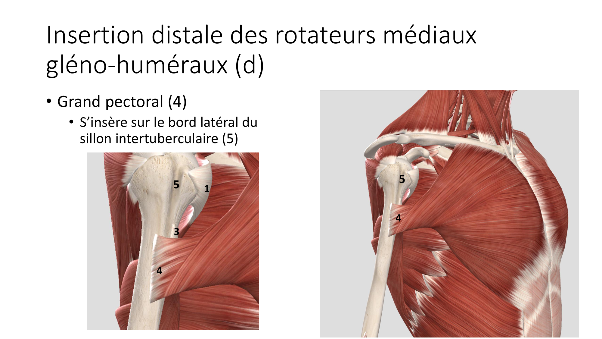 1 BA MS épaule 2025-26 page 28