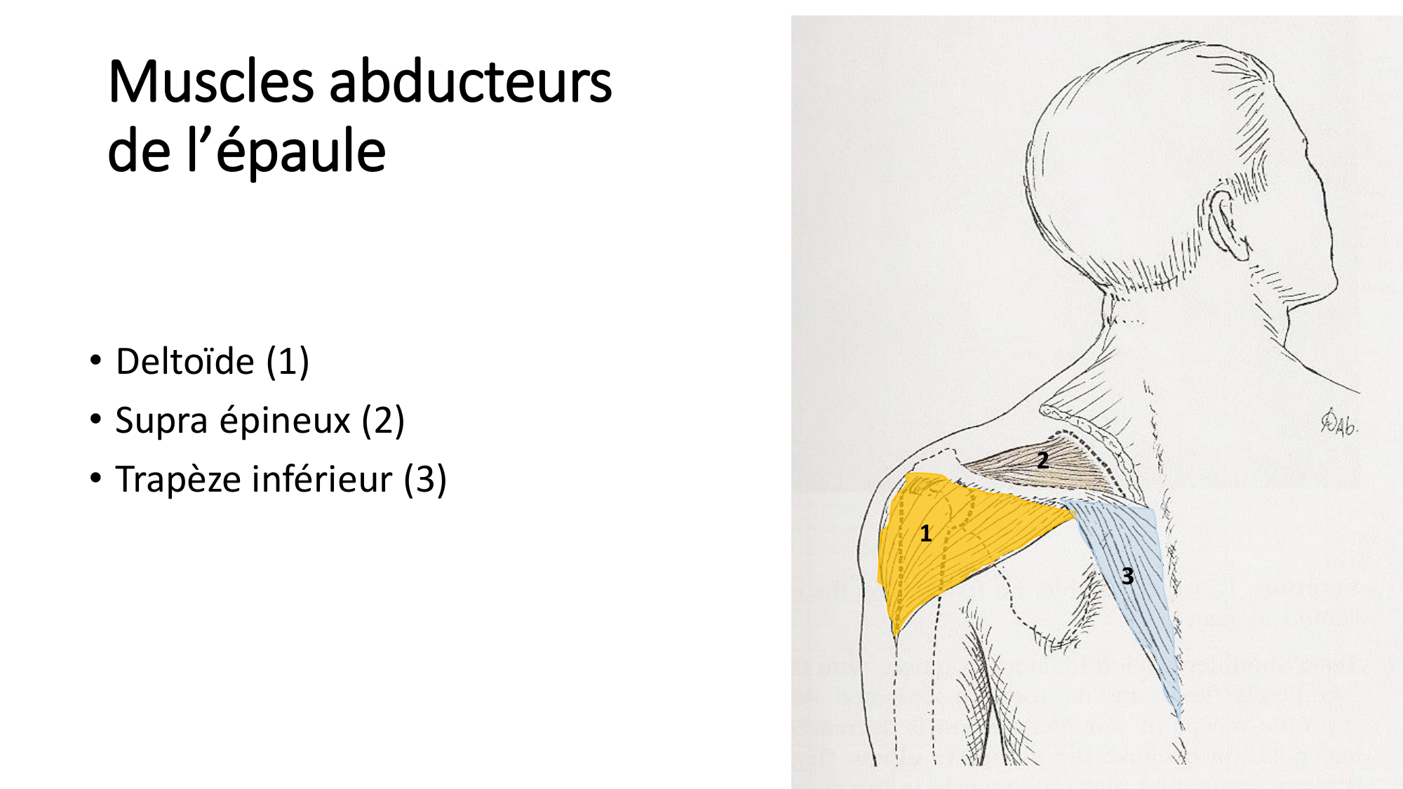 1 BA MS épaule 2025-26 page 30