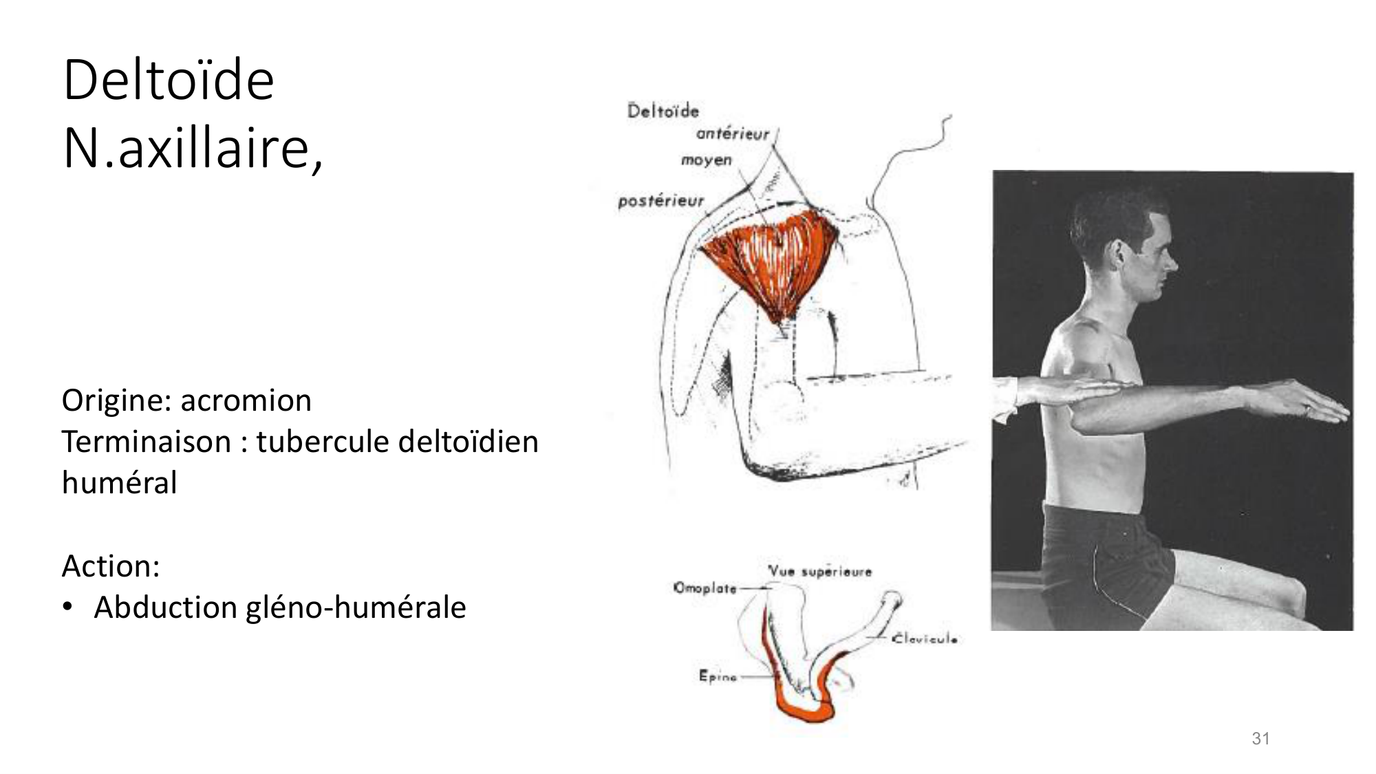 1 BA MS épaule 2025-26 page 31