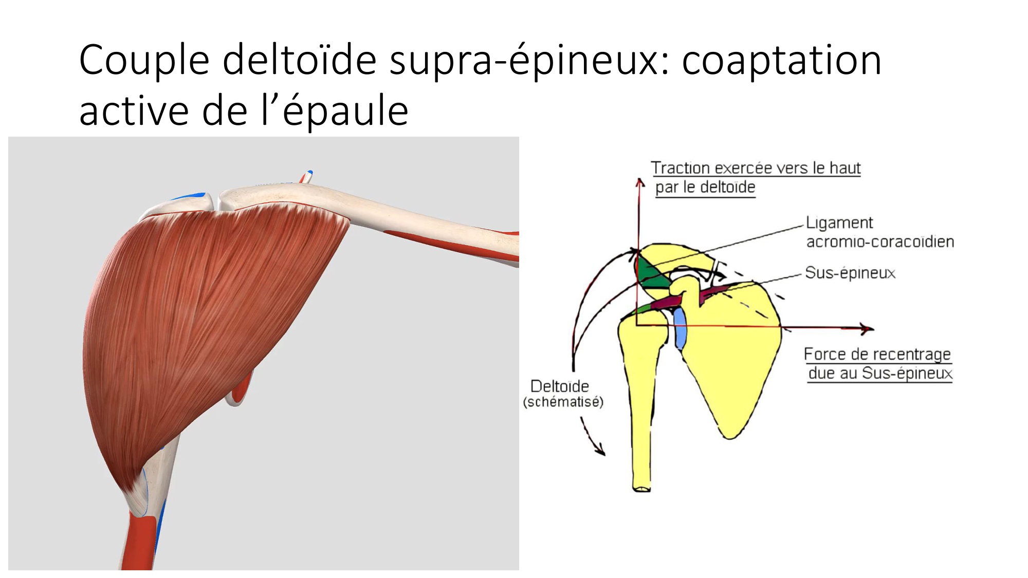 1 BA MS épaule 2025-26 page 33