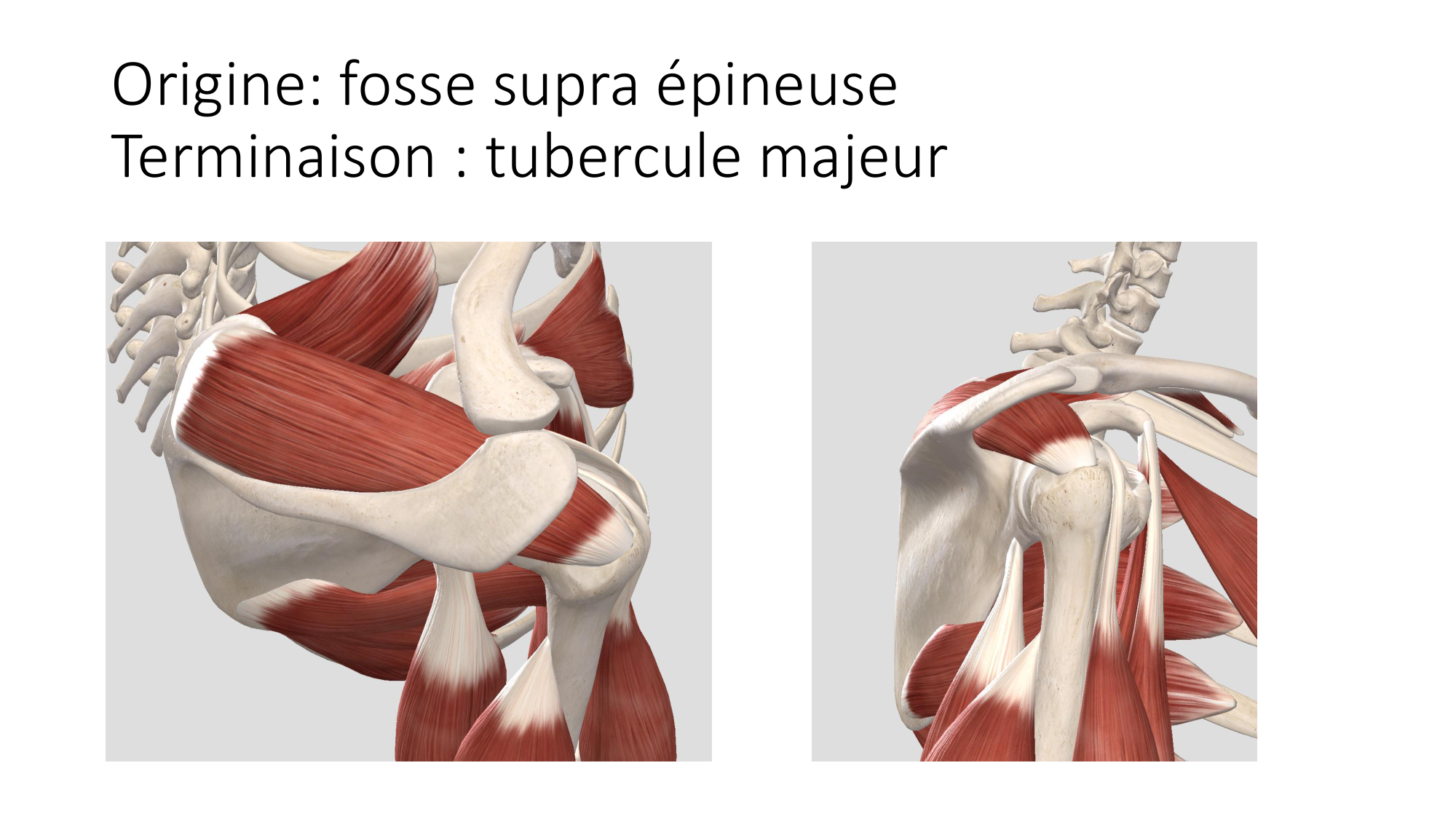 1 BA MS épaule 2025-26 page 34