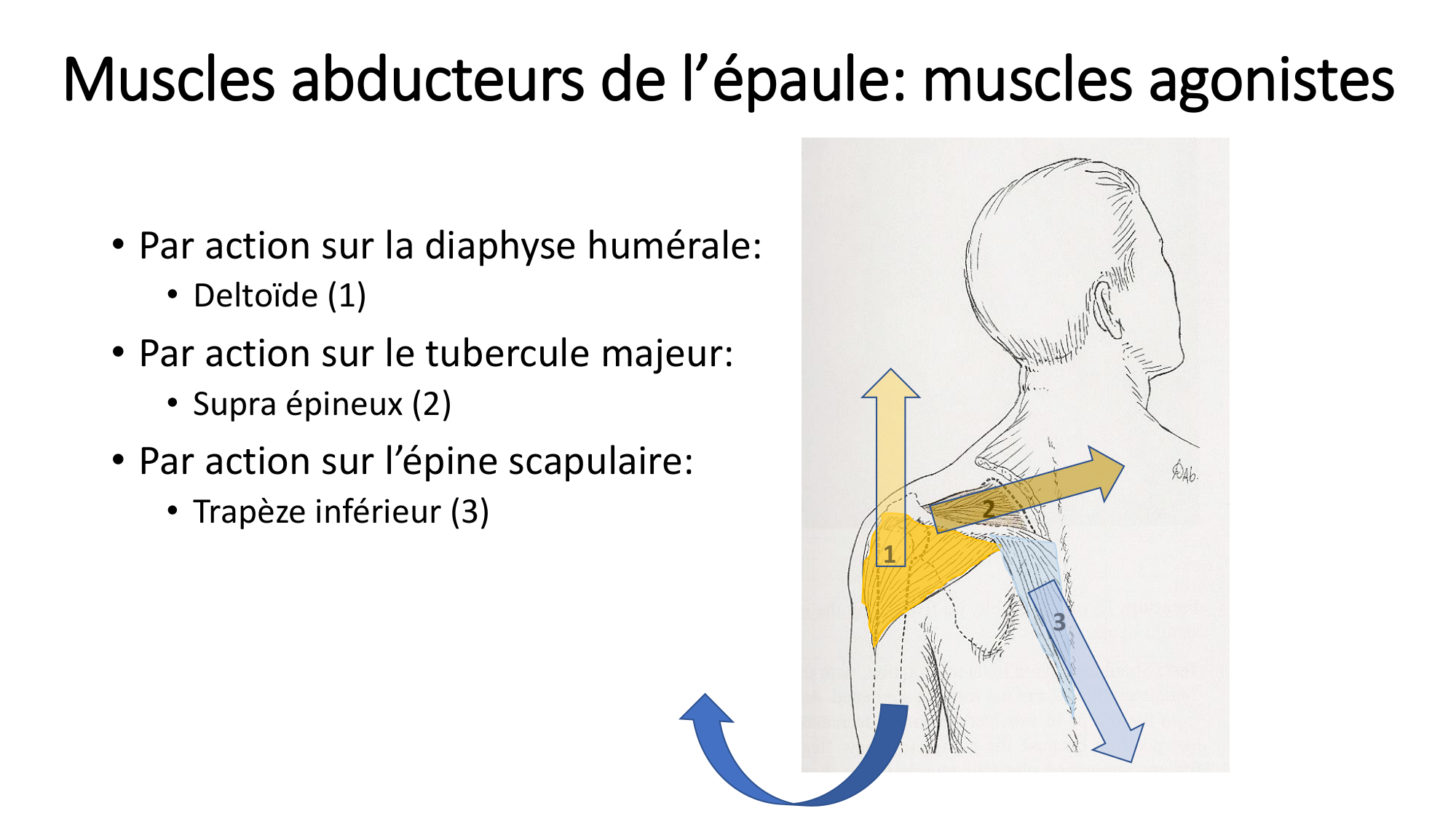 1 BA MS épaule 2025-26 page 35