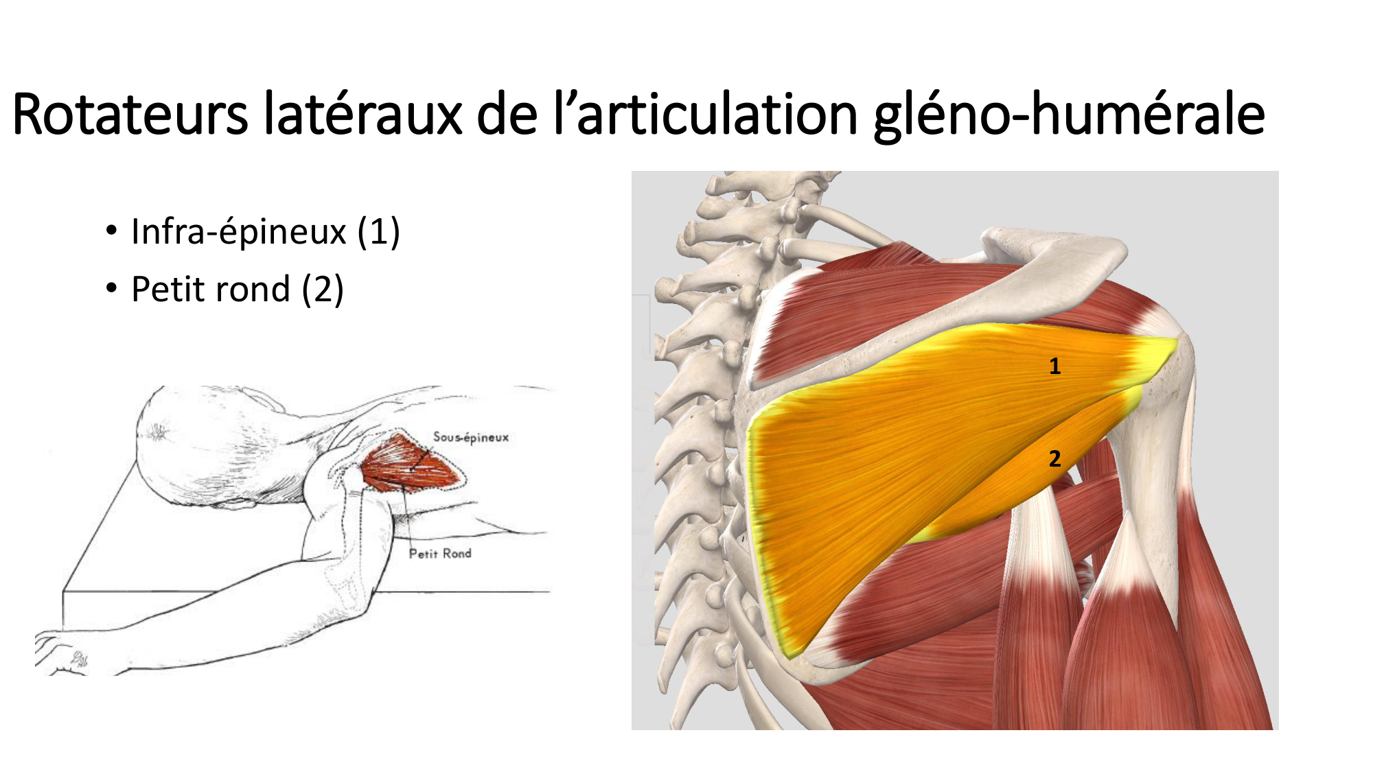 1 BA MS épaule 2025-26 page 36
