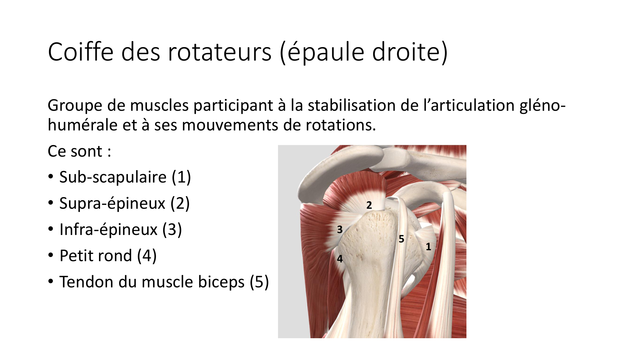 1 BA MS épaule 2025-26 page 39