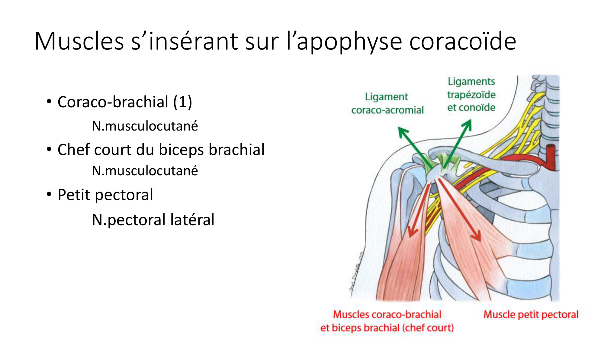 1 BA MS épaule 2025-26 page 40