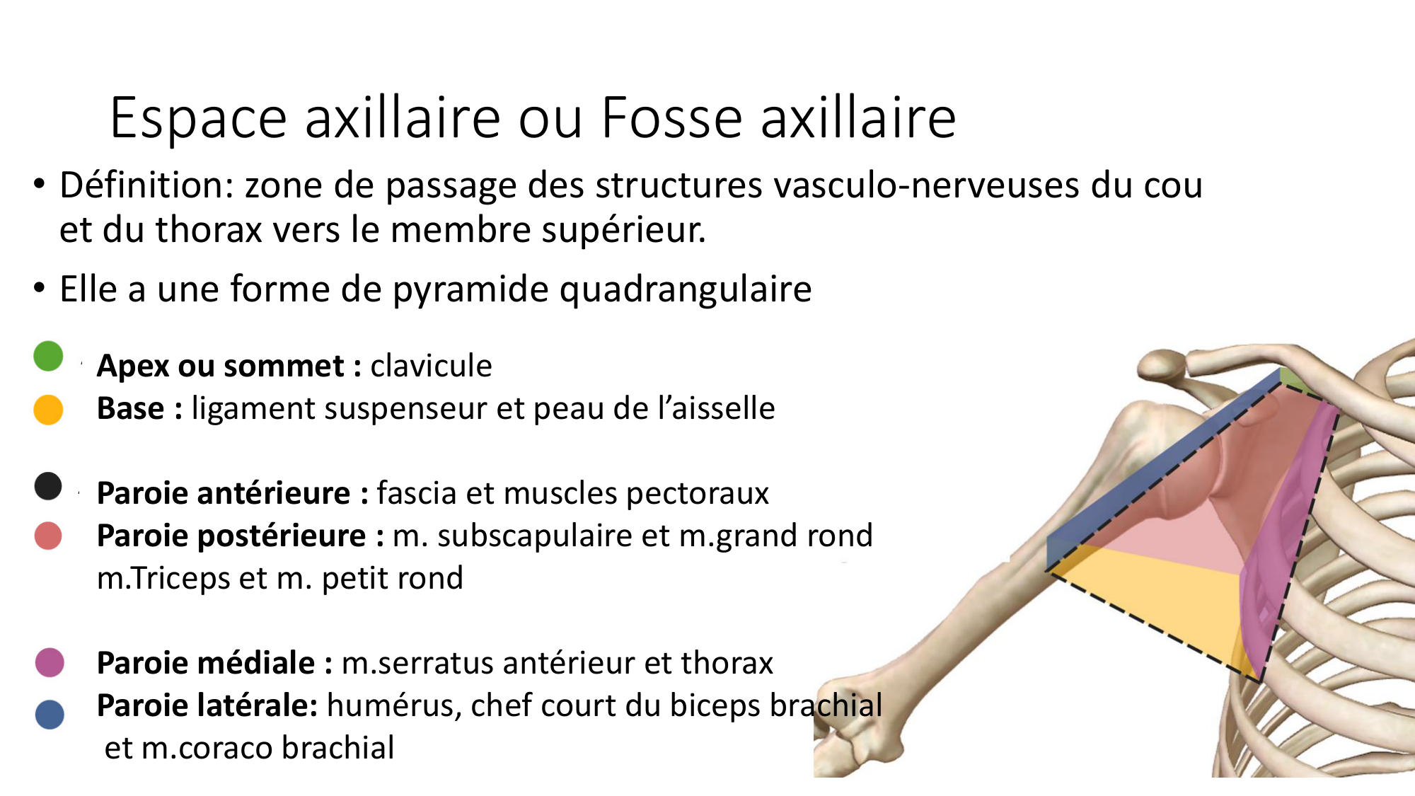 1 BA MS épaule 2025-26 page 41