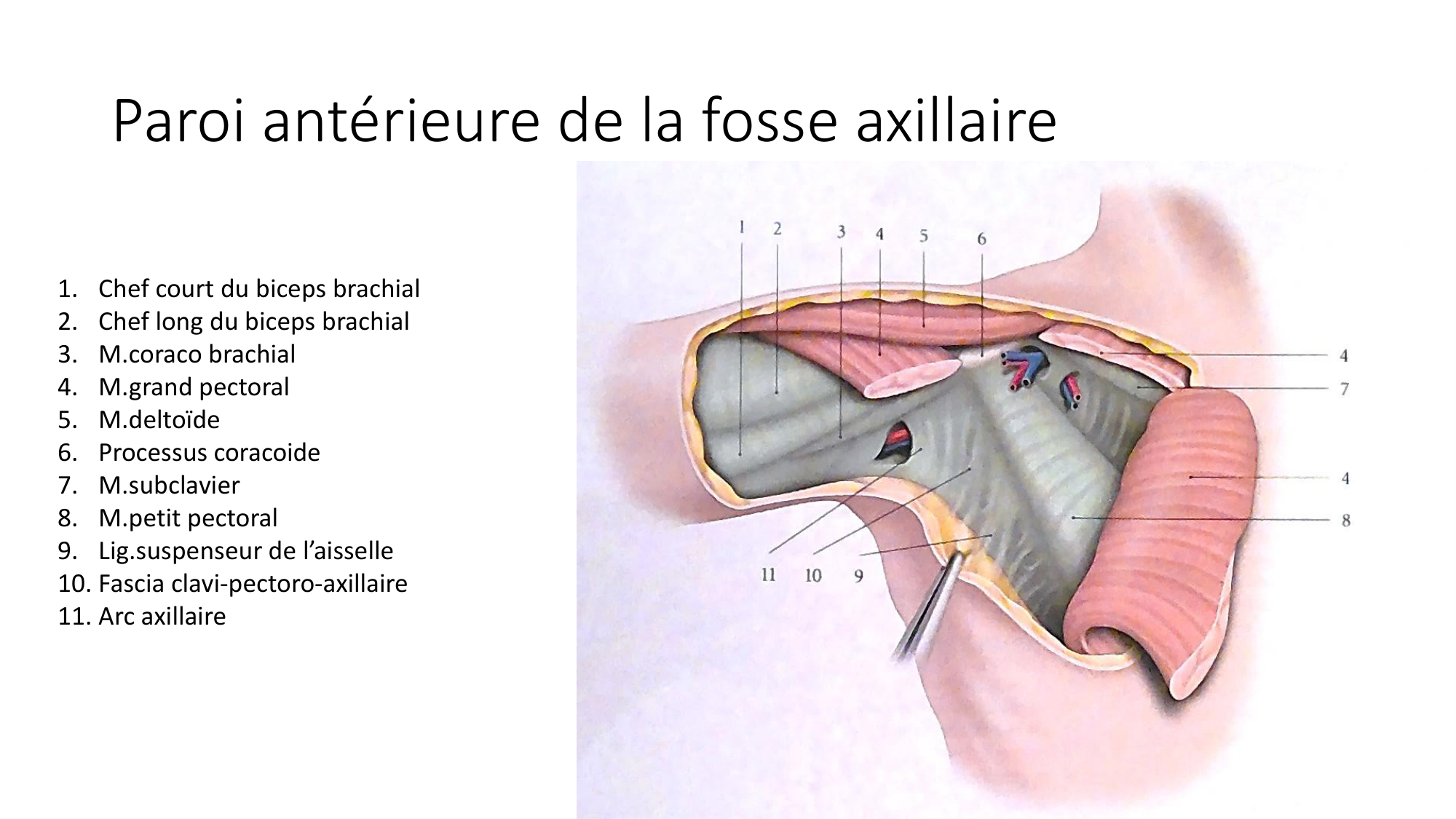 1 BA MS épaule 2025-26 page 42
