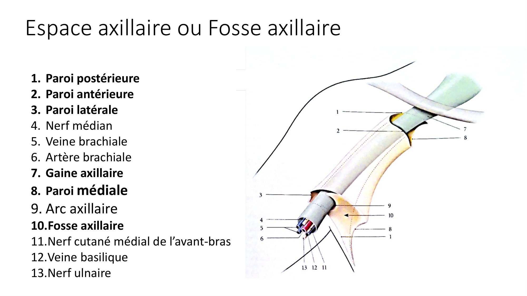 1 BA MS épaule 2025-26 page 43