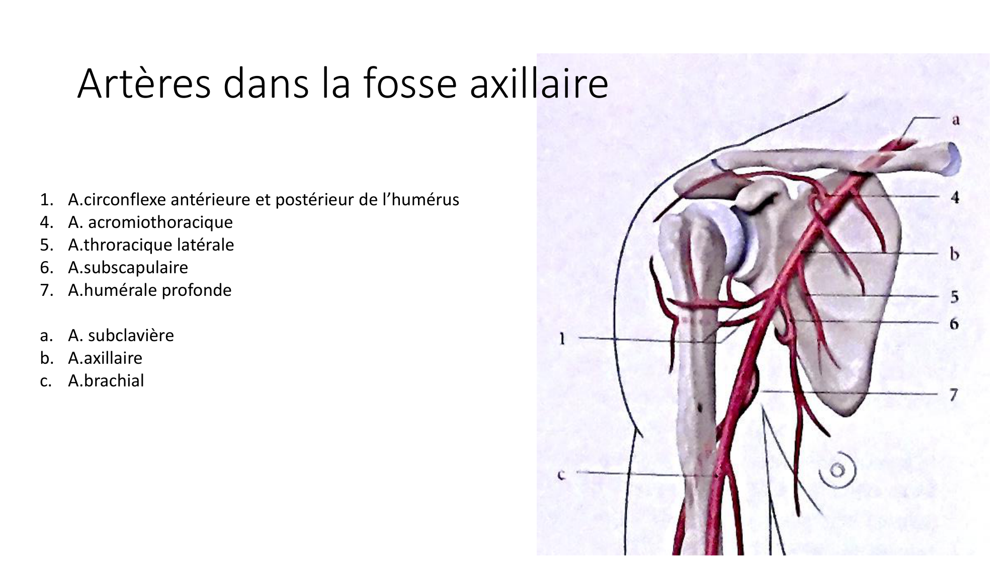 1 BA MS épaule 2025-26 page 44