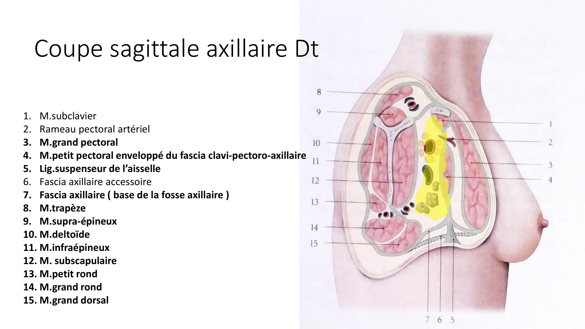 1 BA MS épaule 2025-26 page 46