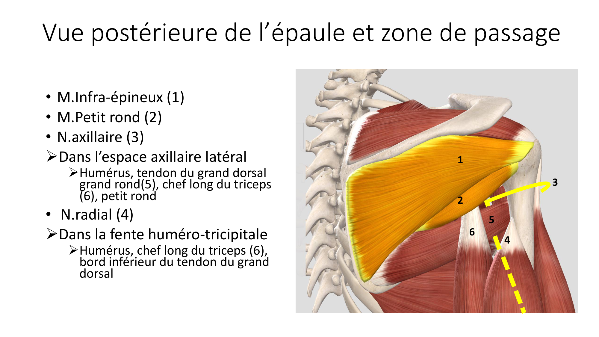 1 BA MS épaule 2025-26 page 47
