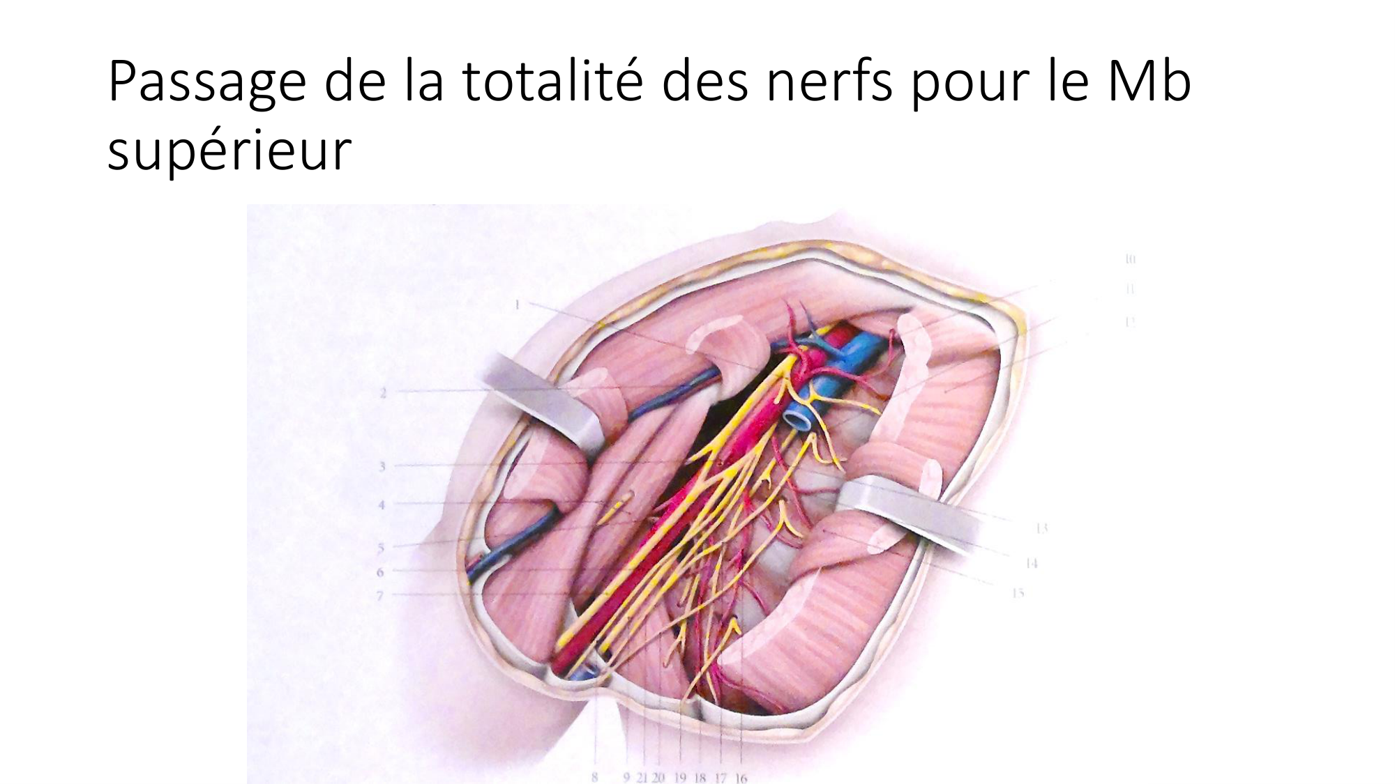 1 BA MS épaule 2025-26 page 48