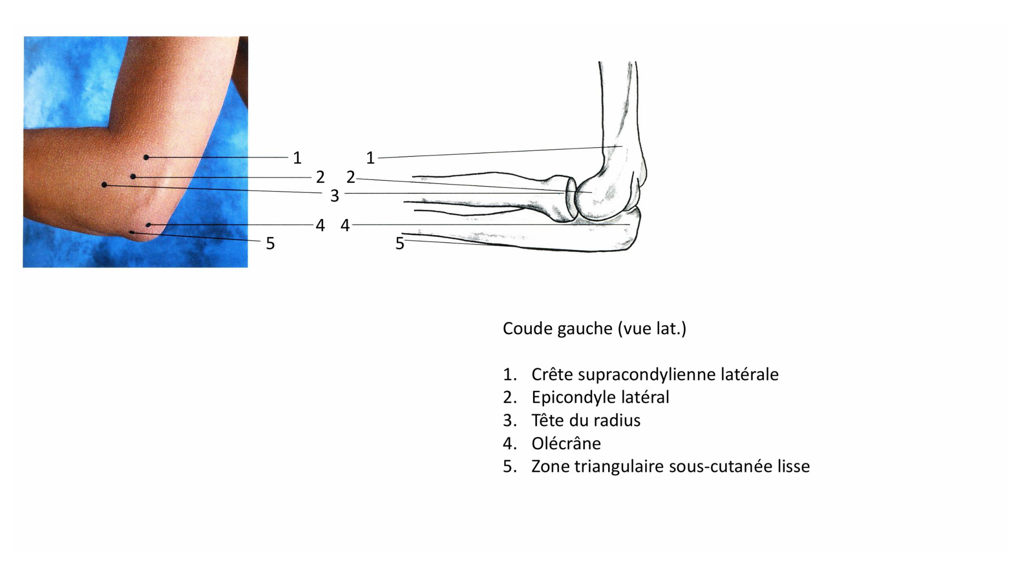 1 BA MS coude 2025-26 page 4