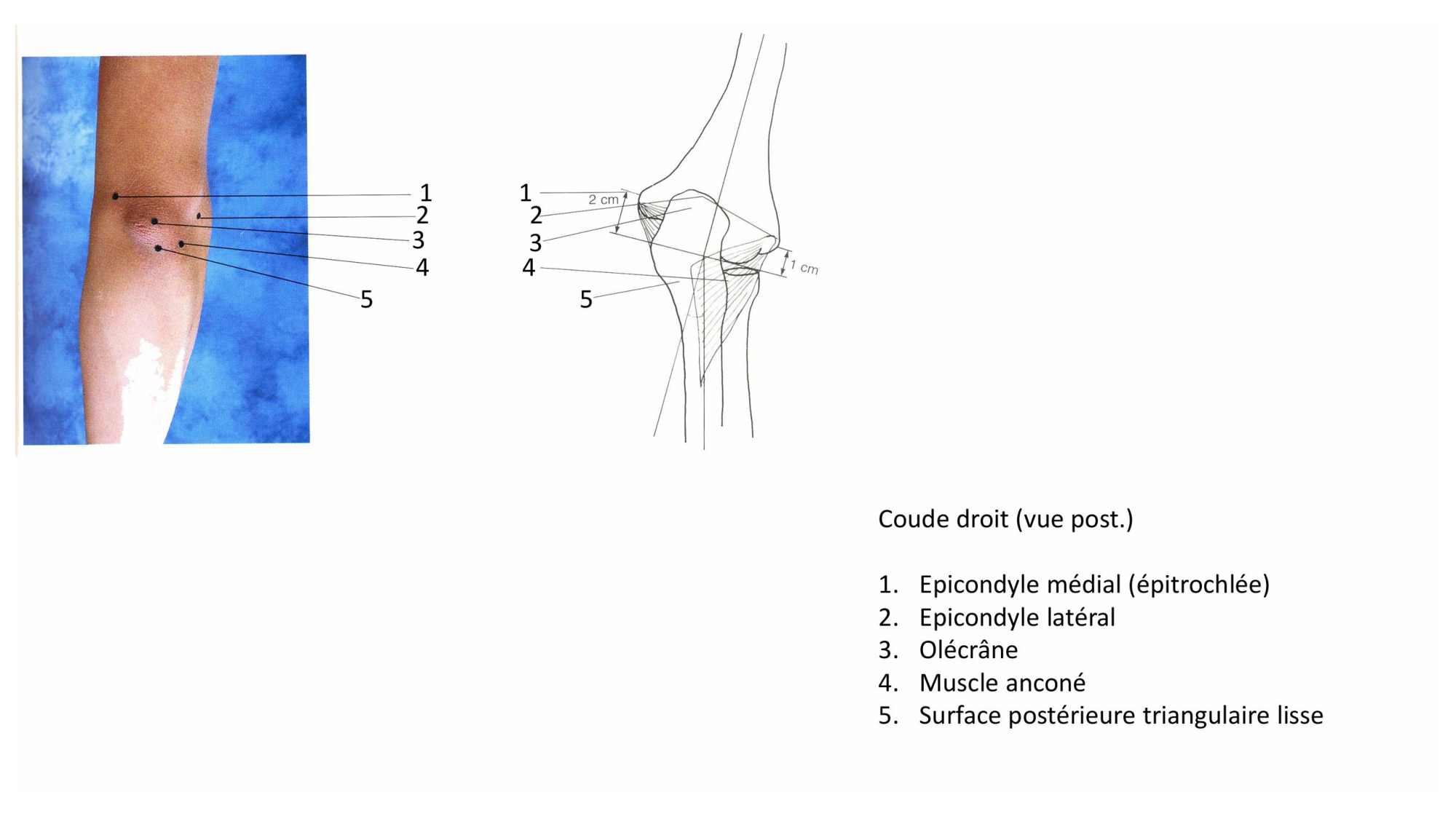 1 BA MS coude 2025-26 page 7