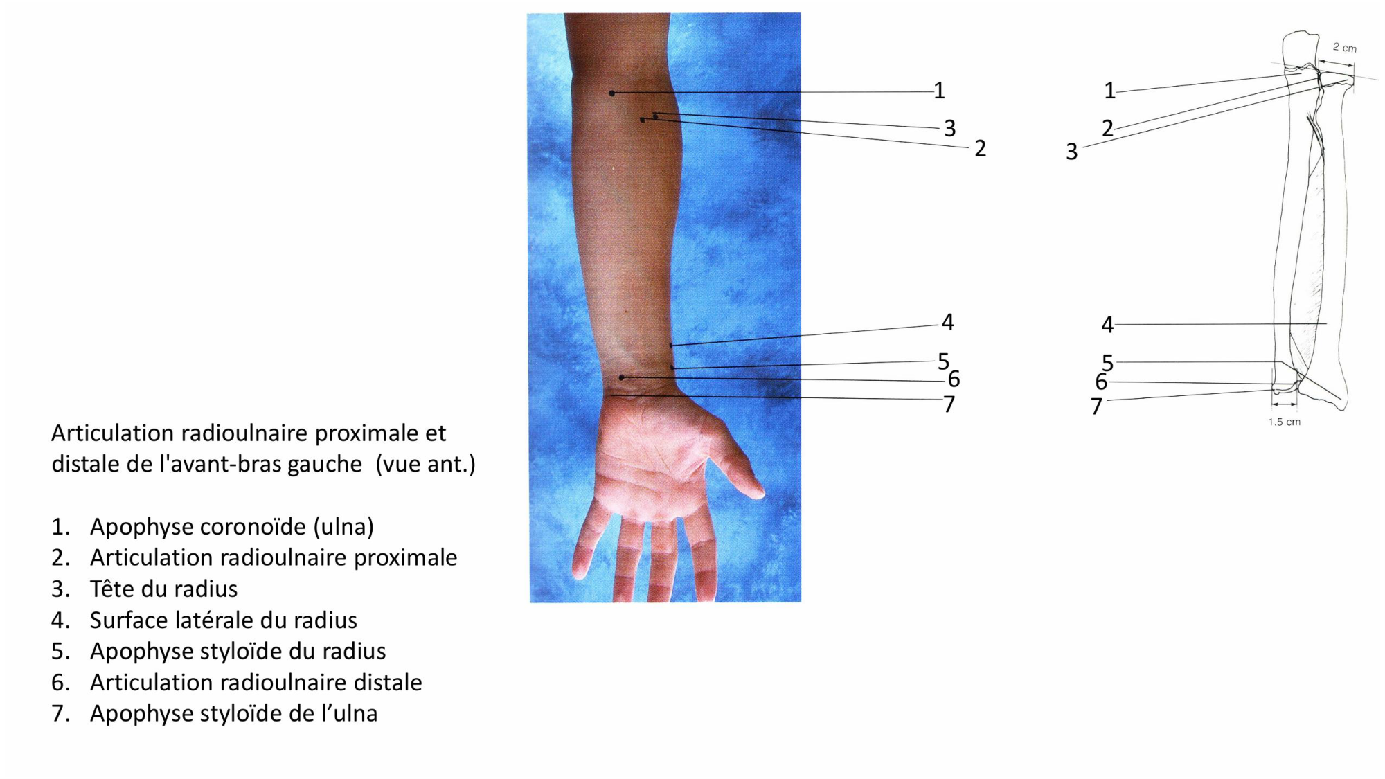 1 BA MS coude 2025-26 page 8