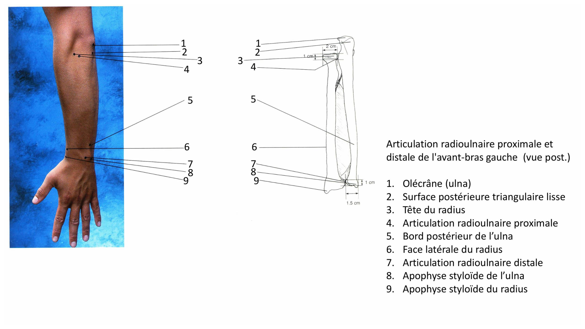 1 BA MS coude 2025-26 page 9