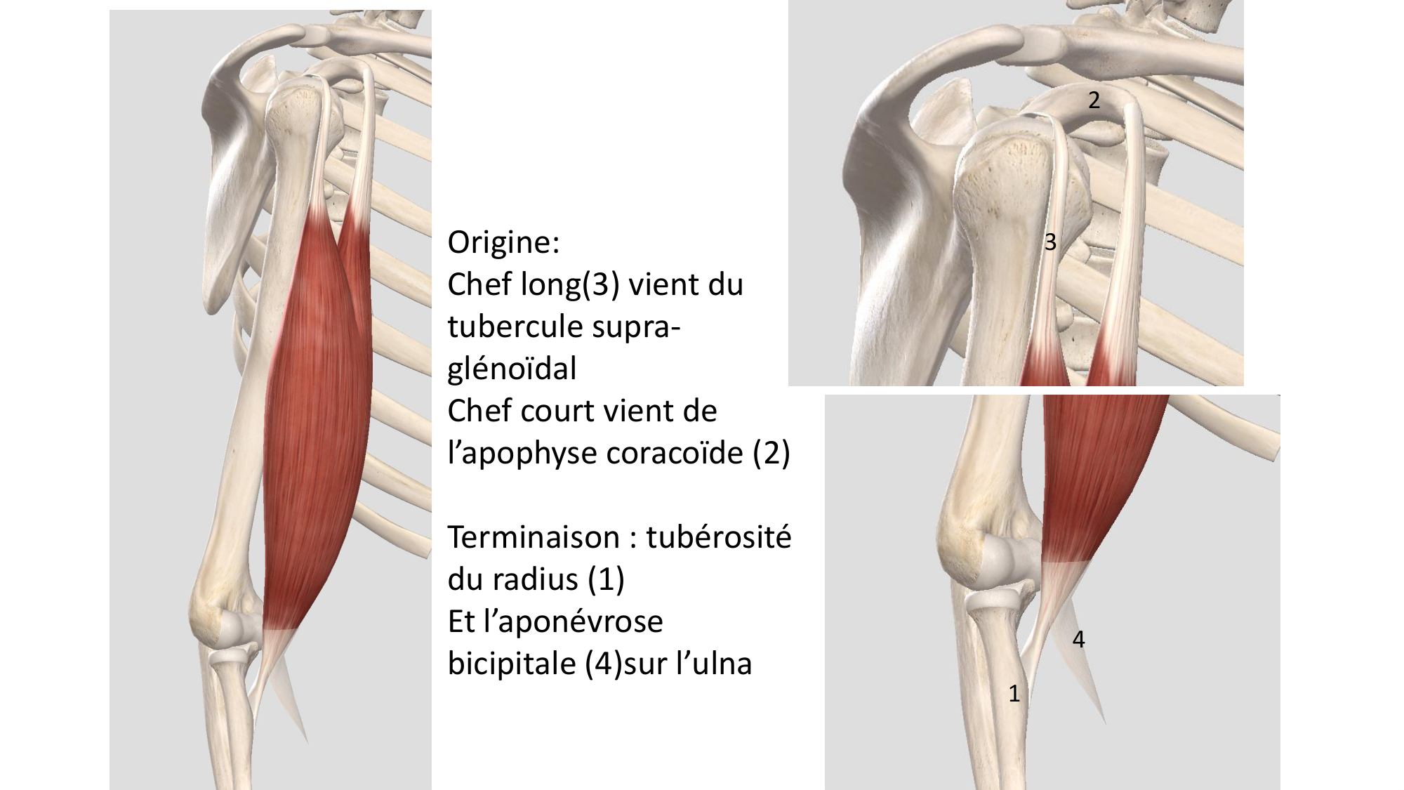 1 BA MS coude 2025-26 page 13