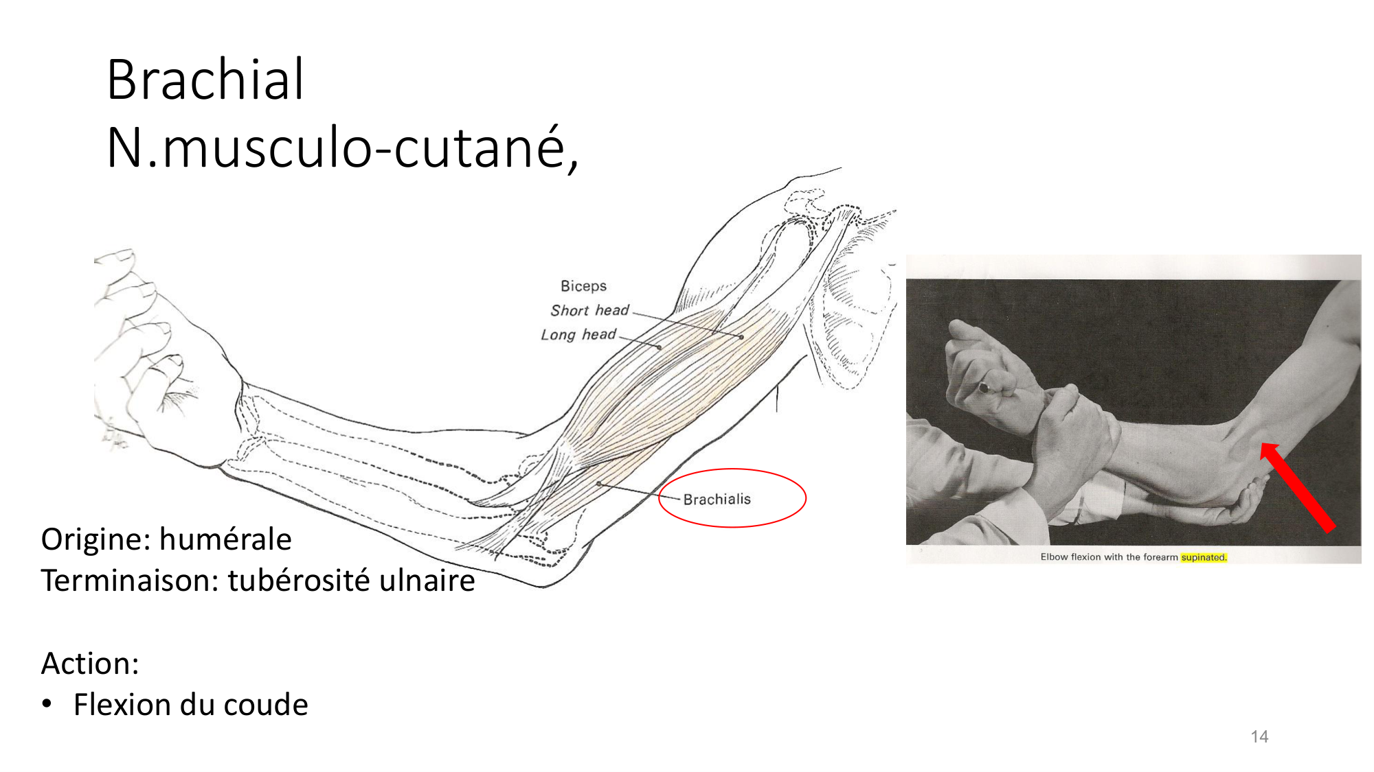 1 BA MS coude 2025-26 page 14