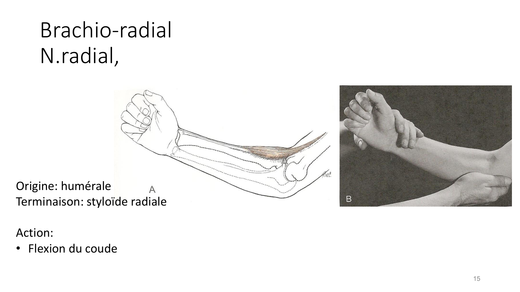 1 BA MS coude 2025-26 page 15