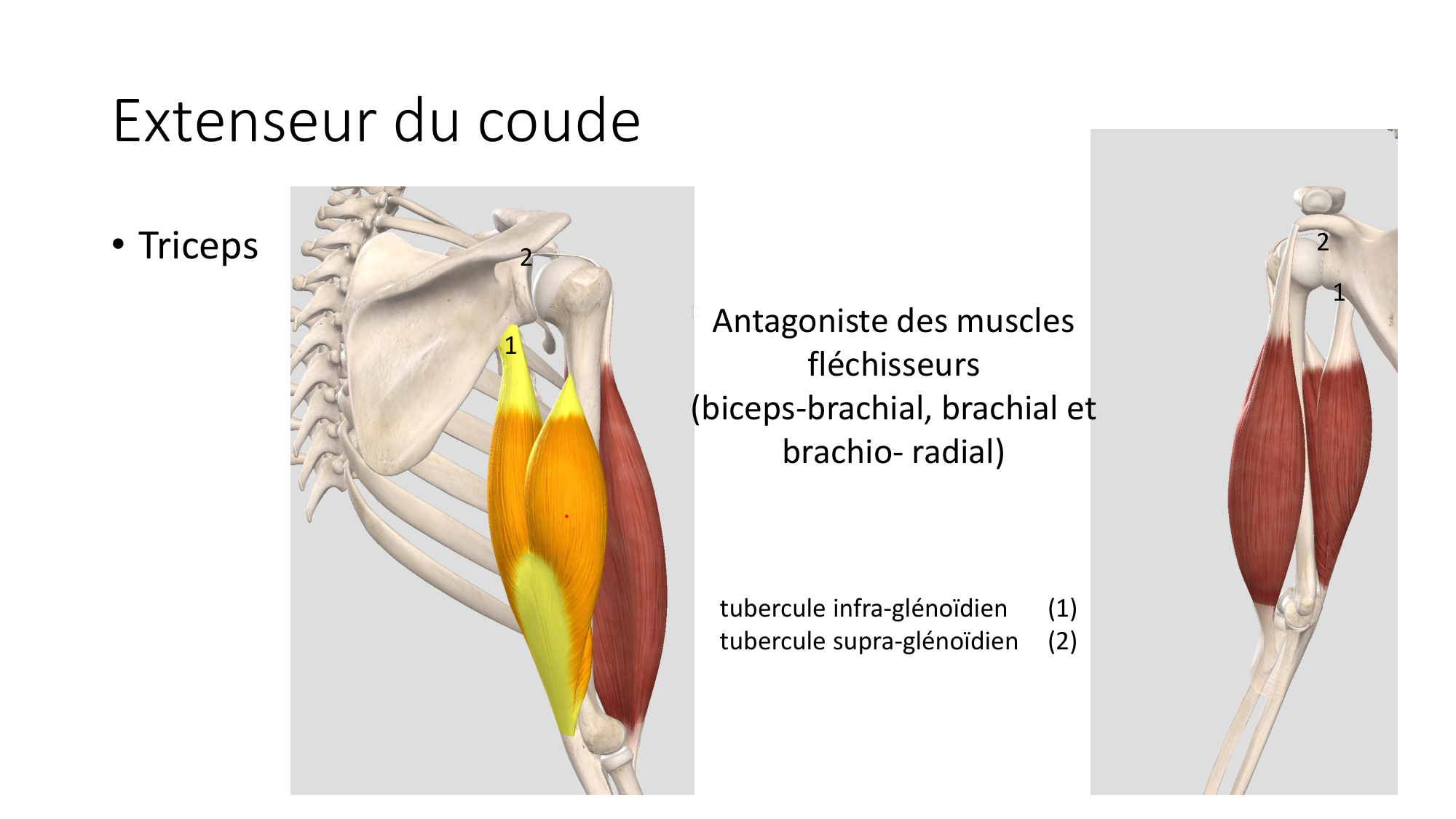 1 BA MS coude 2025-26 page 17