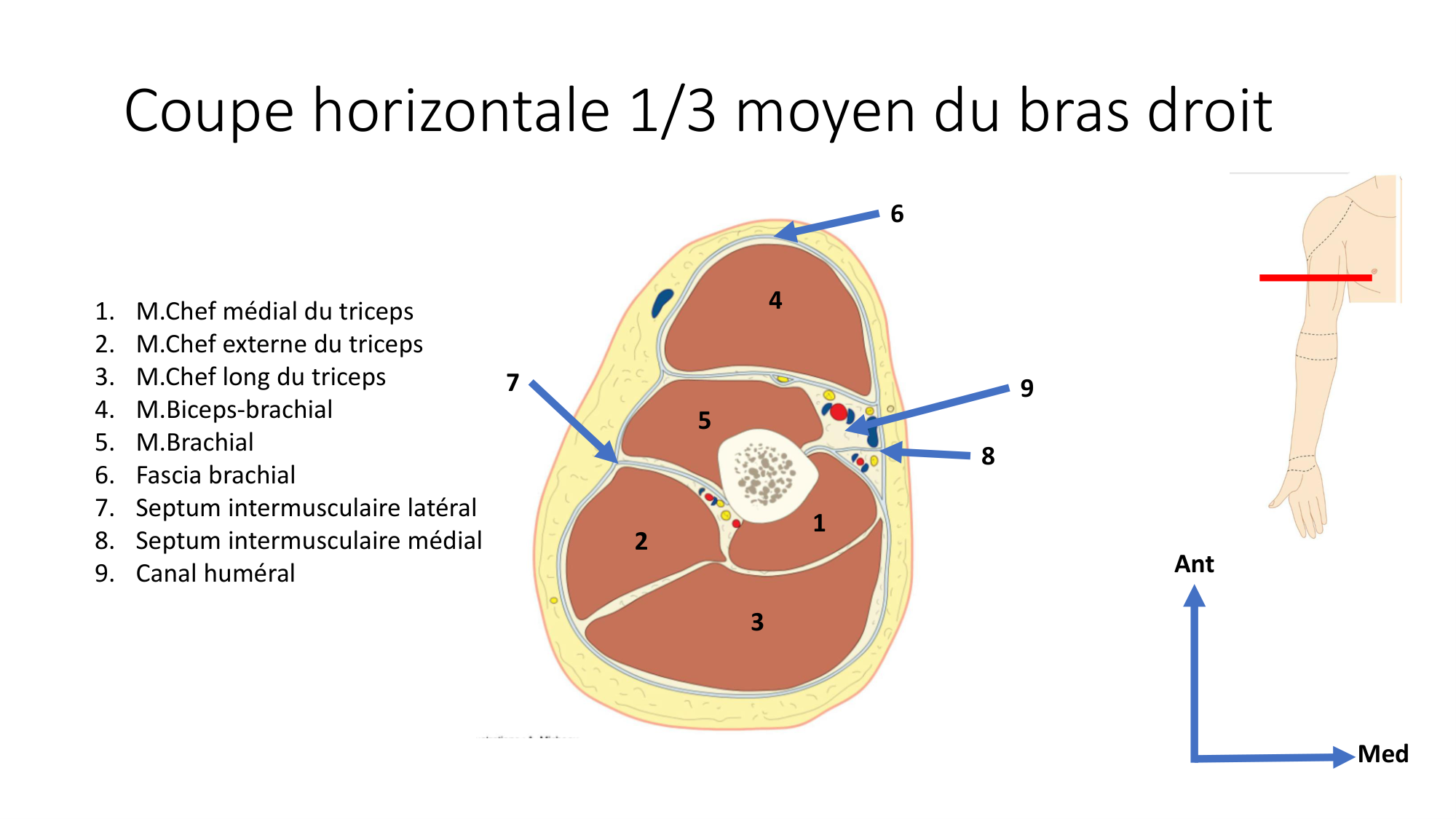 1 BA MS coude 2025-26 page 19
