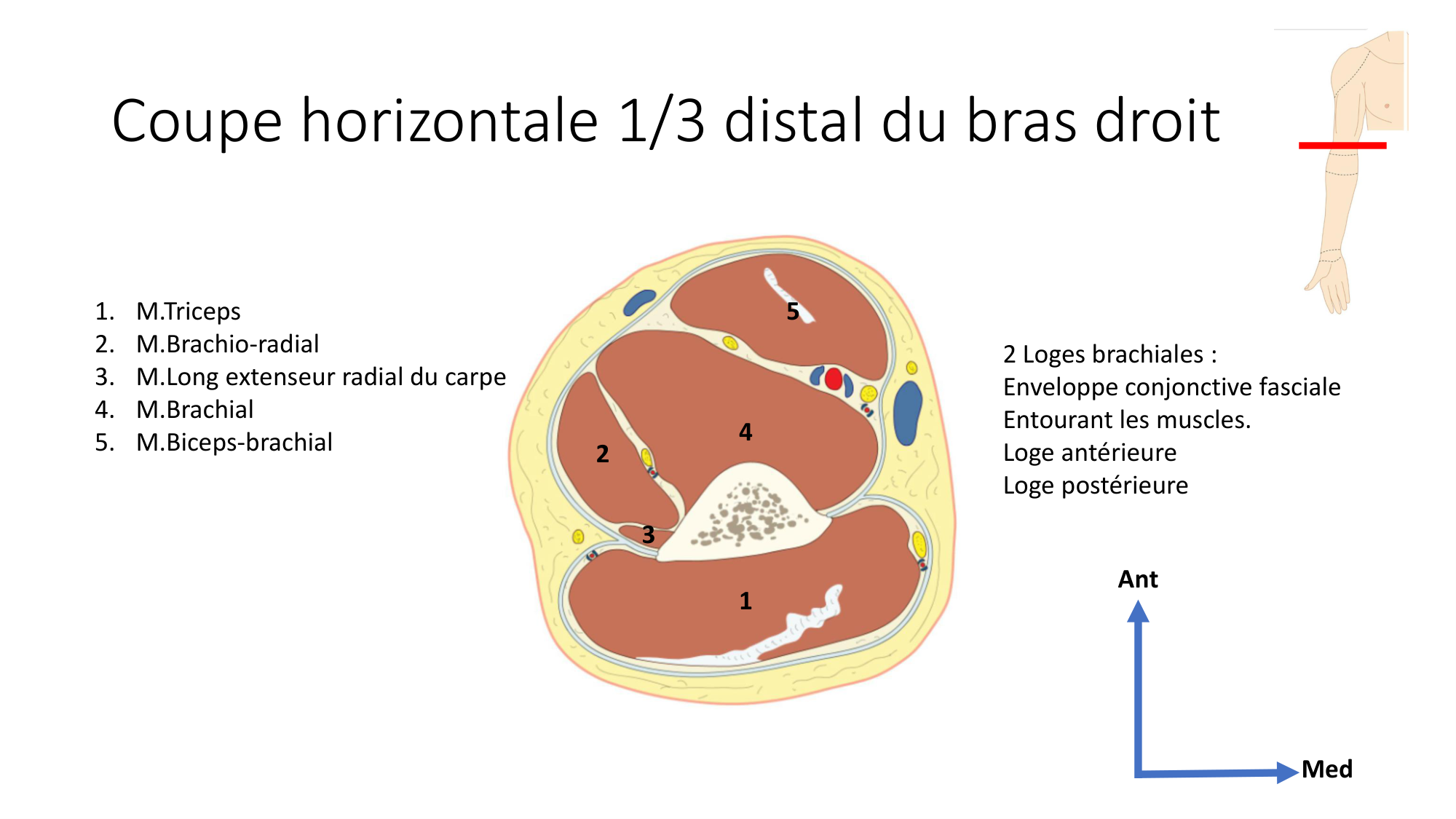 1 BA MS coude 2025-26 page 20