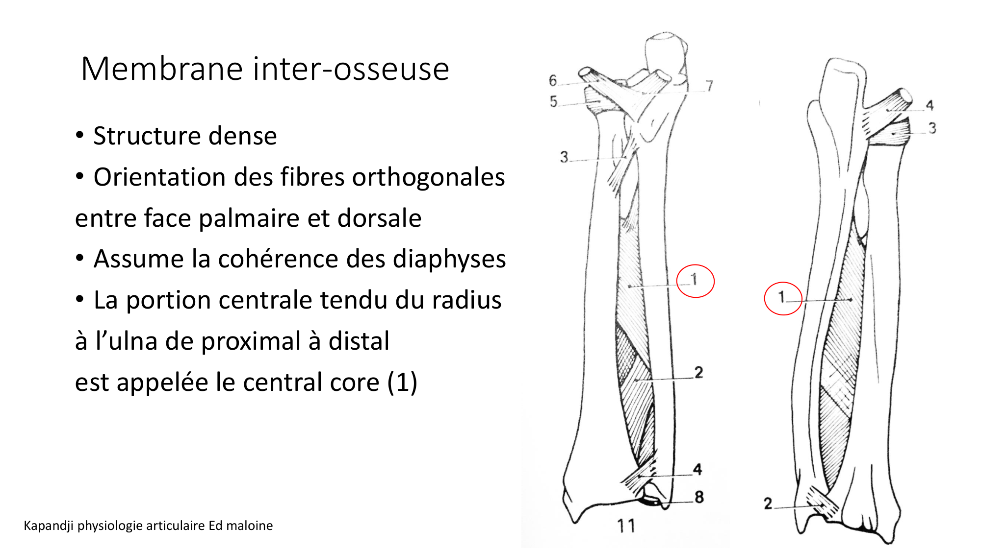 1 BA MS coude 2025-26 page 28