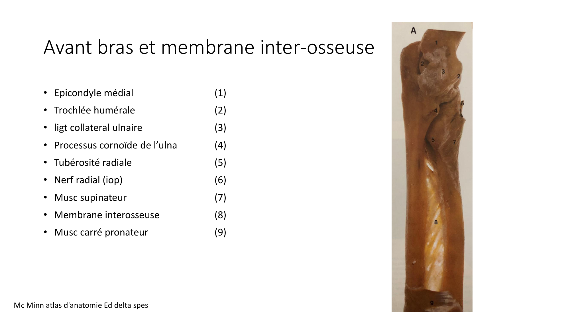 1 BA MS coude 2025-26 page 29