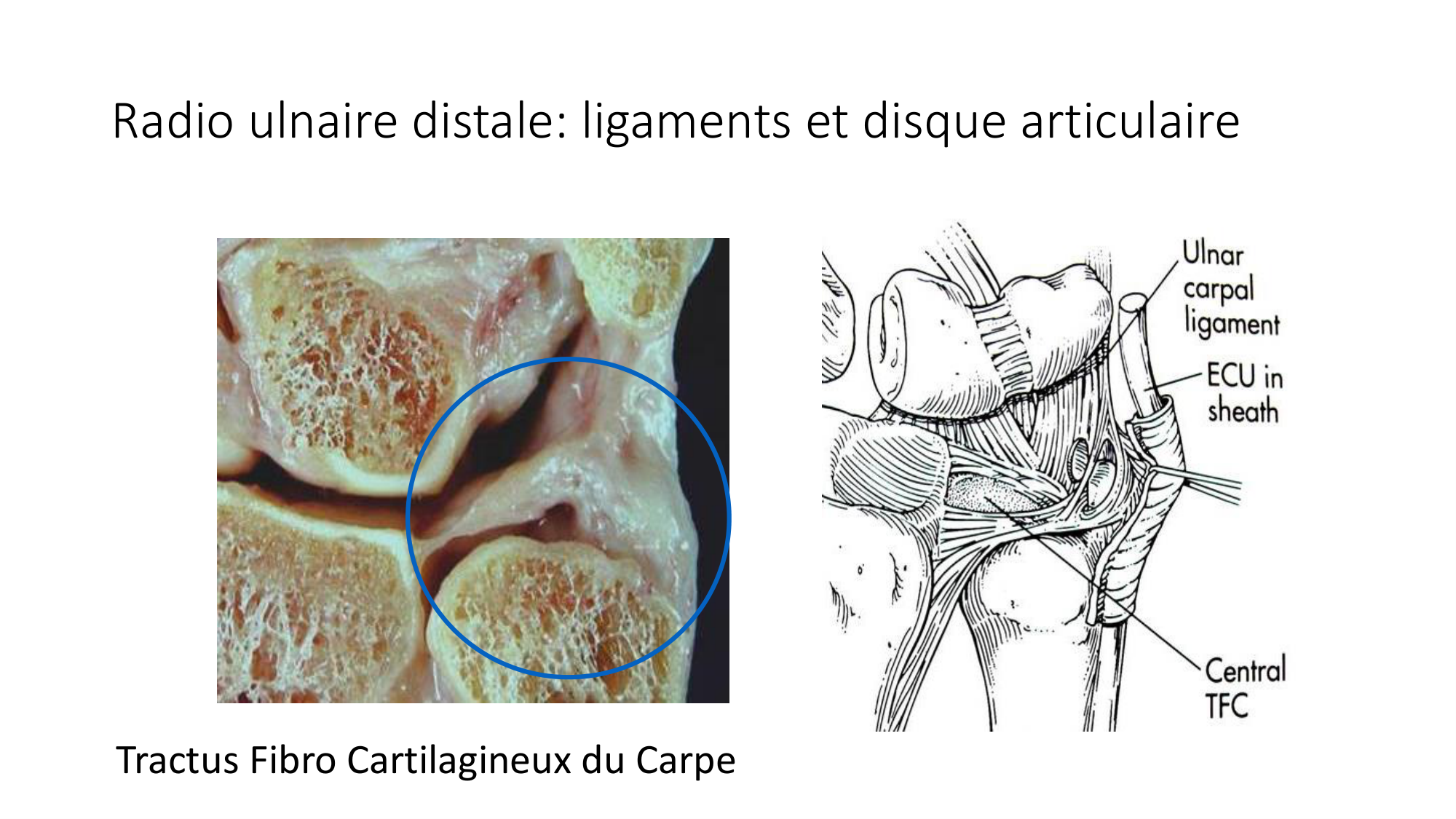 1 BA MS coude 2025-26 page 33