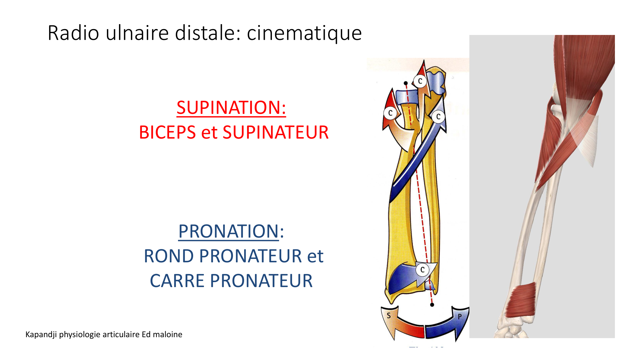 1 BA MS coude 2025-26 page 38
