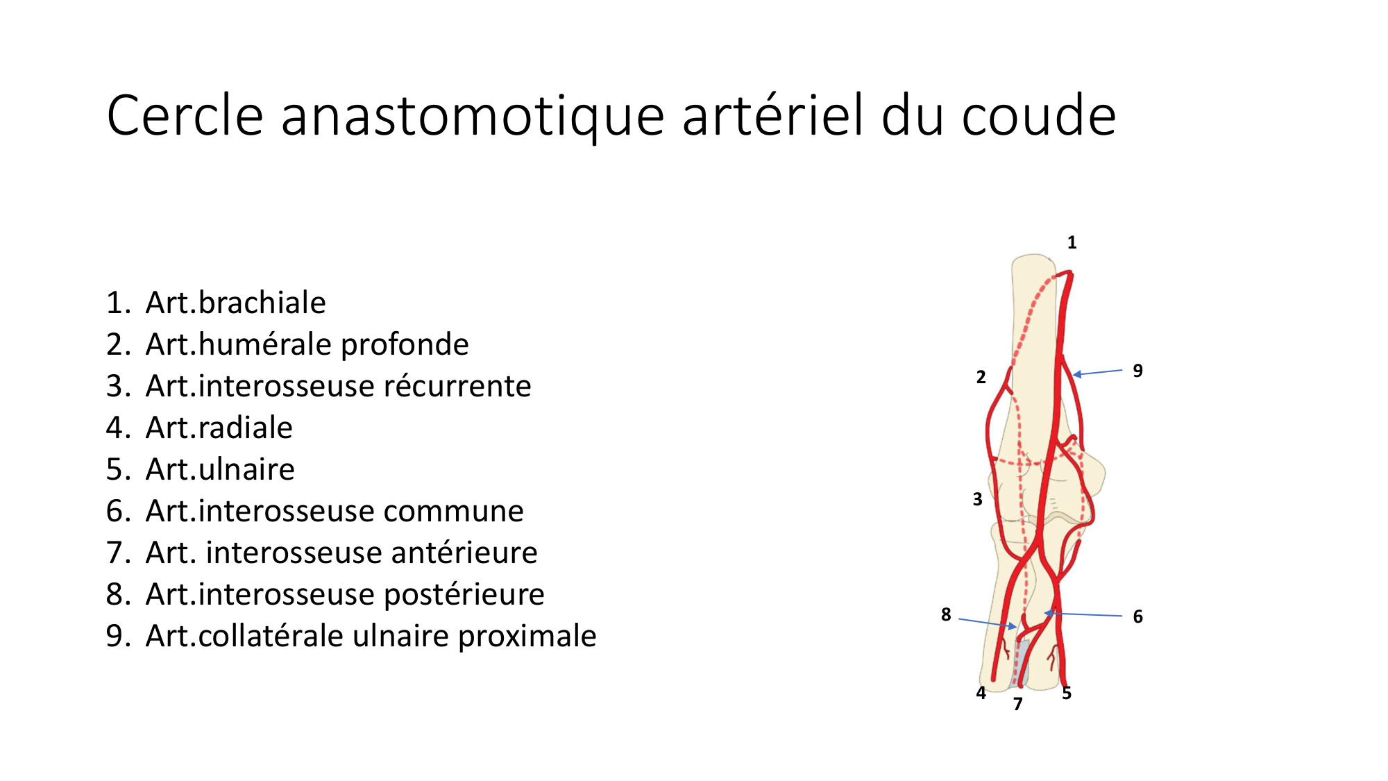 1 BA MS coude 2025-26 page 49