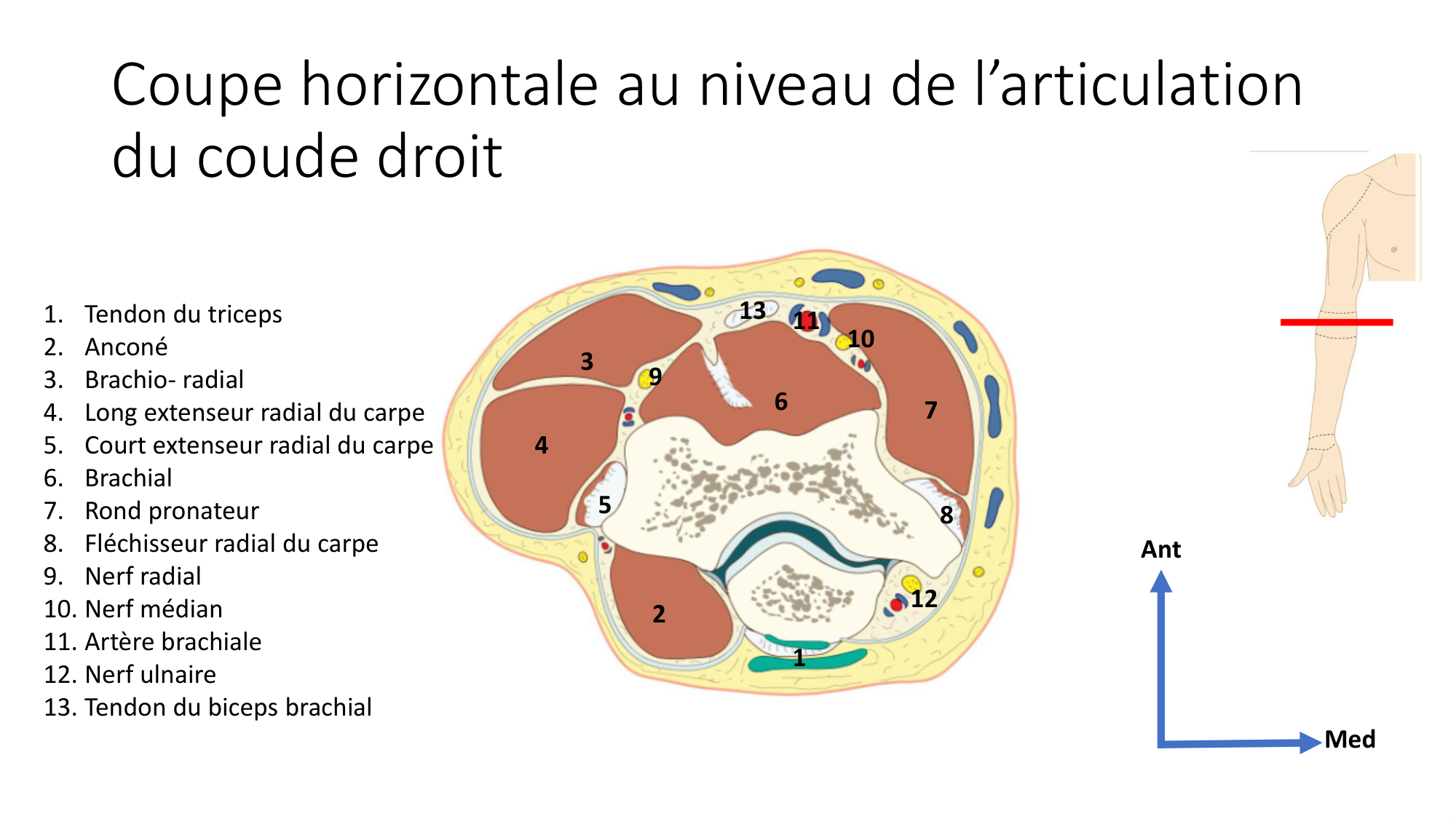 1 BA MS coude 2025-26 page 50