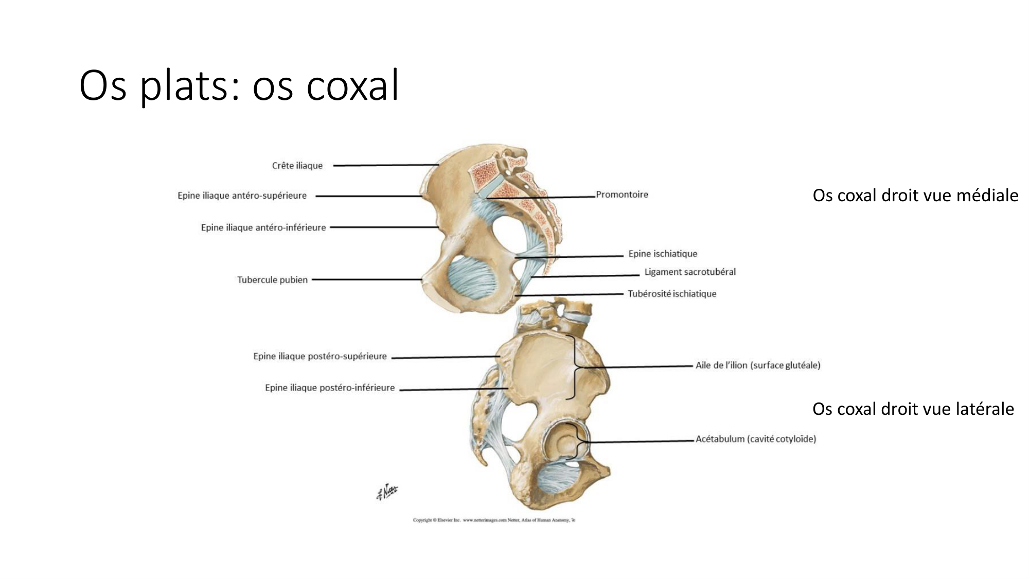 1 BA généralité ostéologie arthrologie 2025-26 page 5