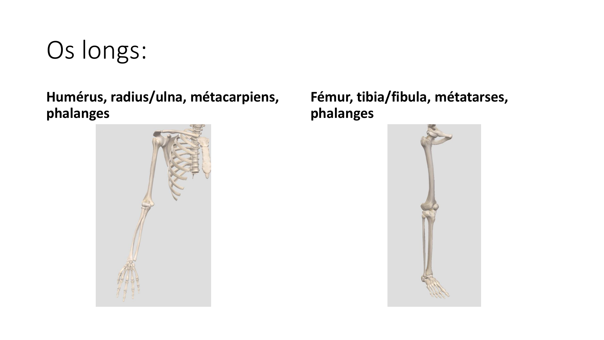 1 BA généralité ostéologie arthrologie 2025-26 page 6
