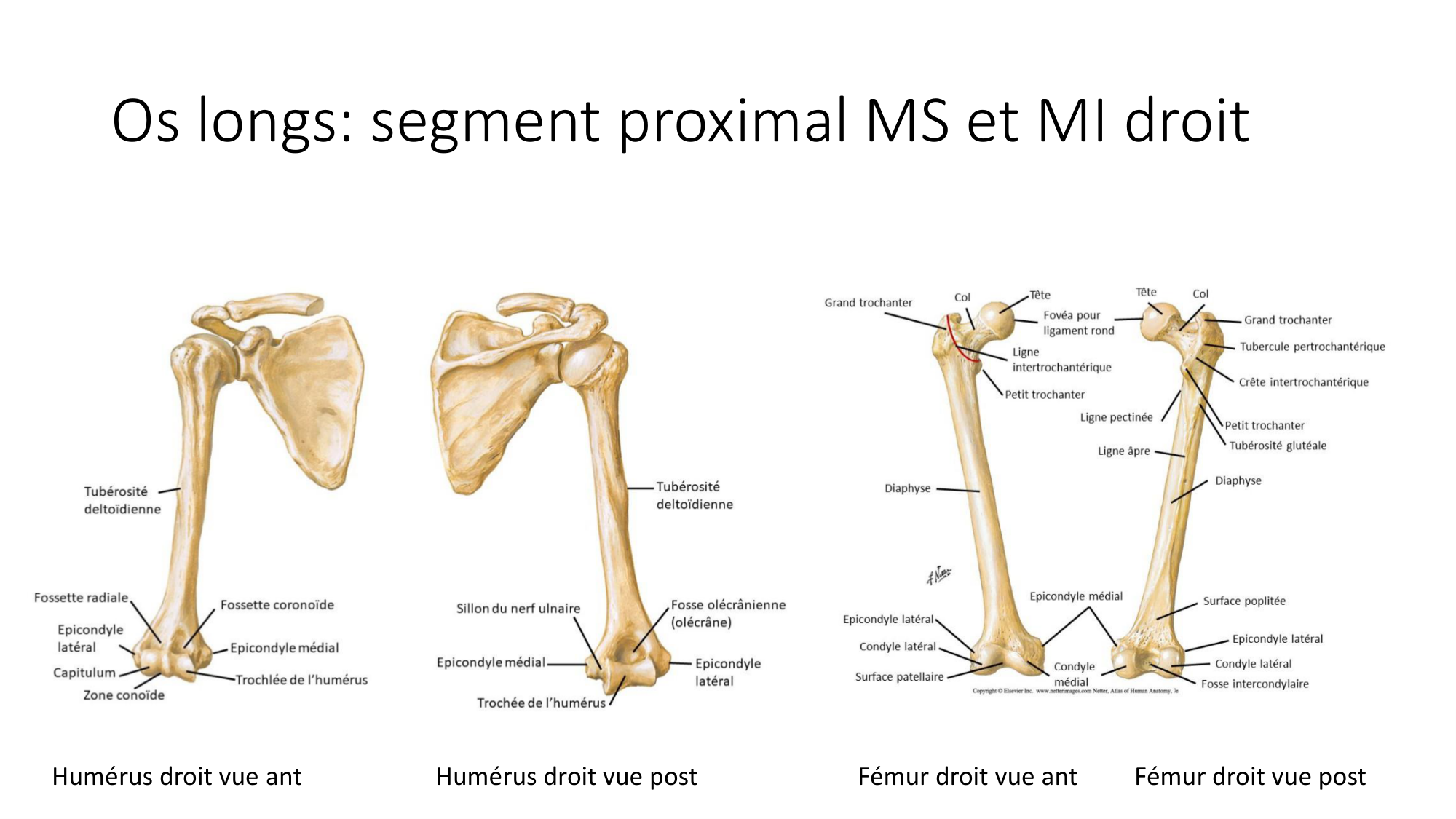 1 BA généralité ostéologie arthrologie 2025-26 page 7