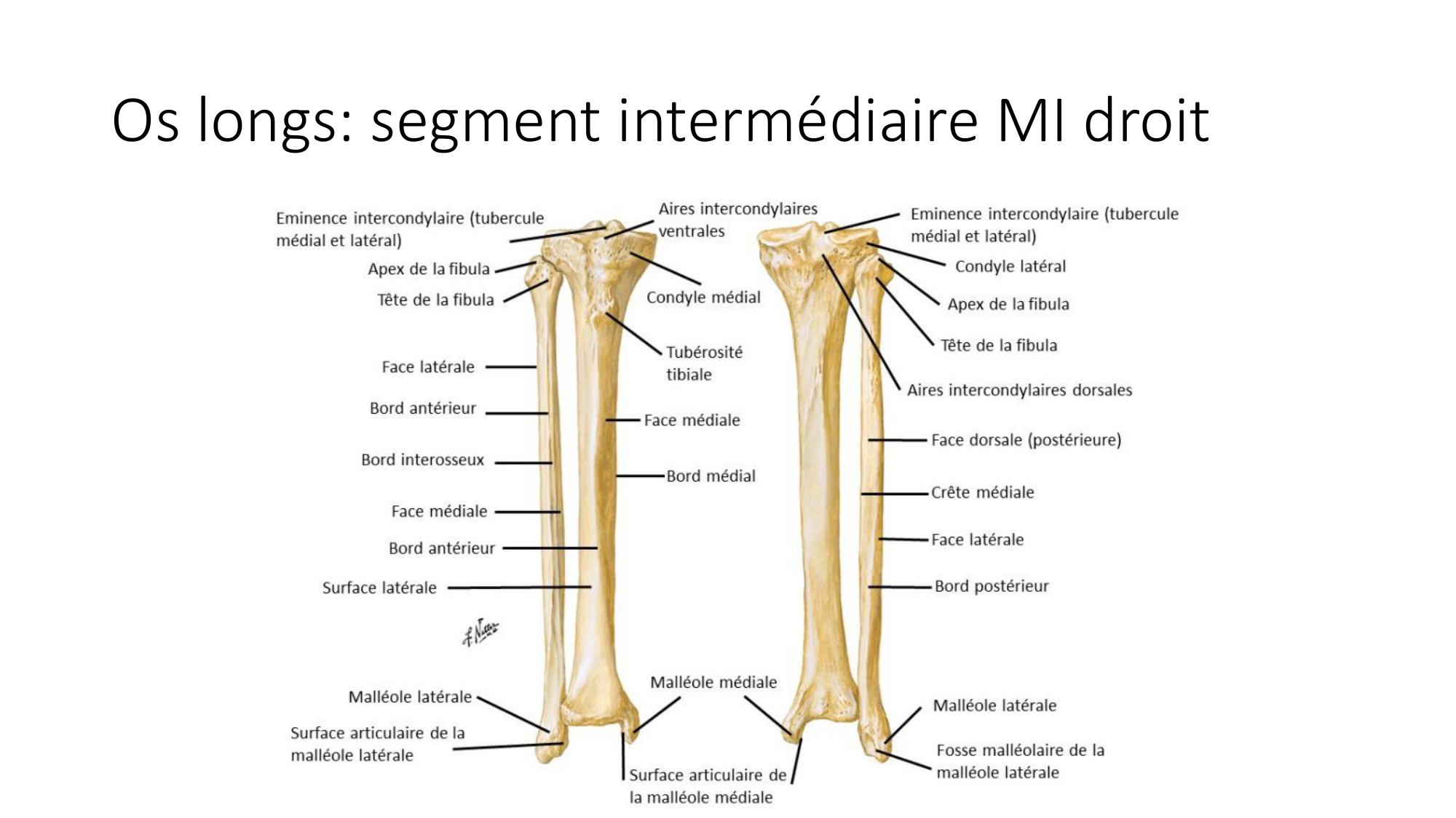 1 BA généralité ostéologie arthrologie 2025-26 page 9