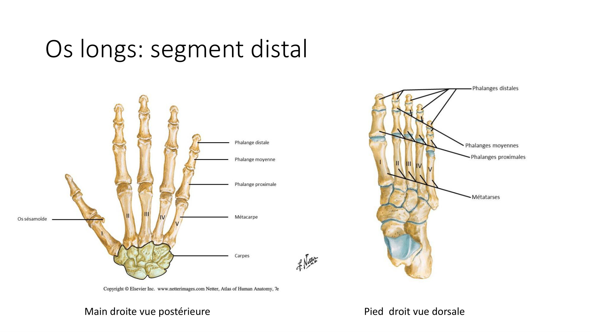 1 BA généralité ostéologie arthrologie 2025-26 page 10