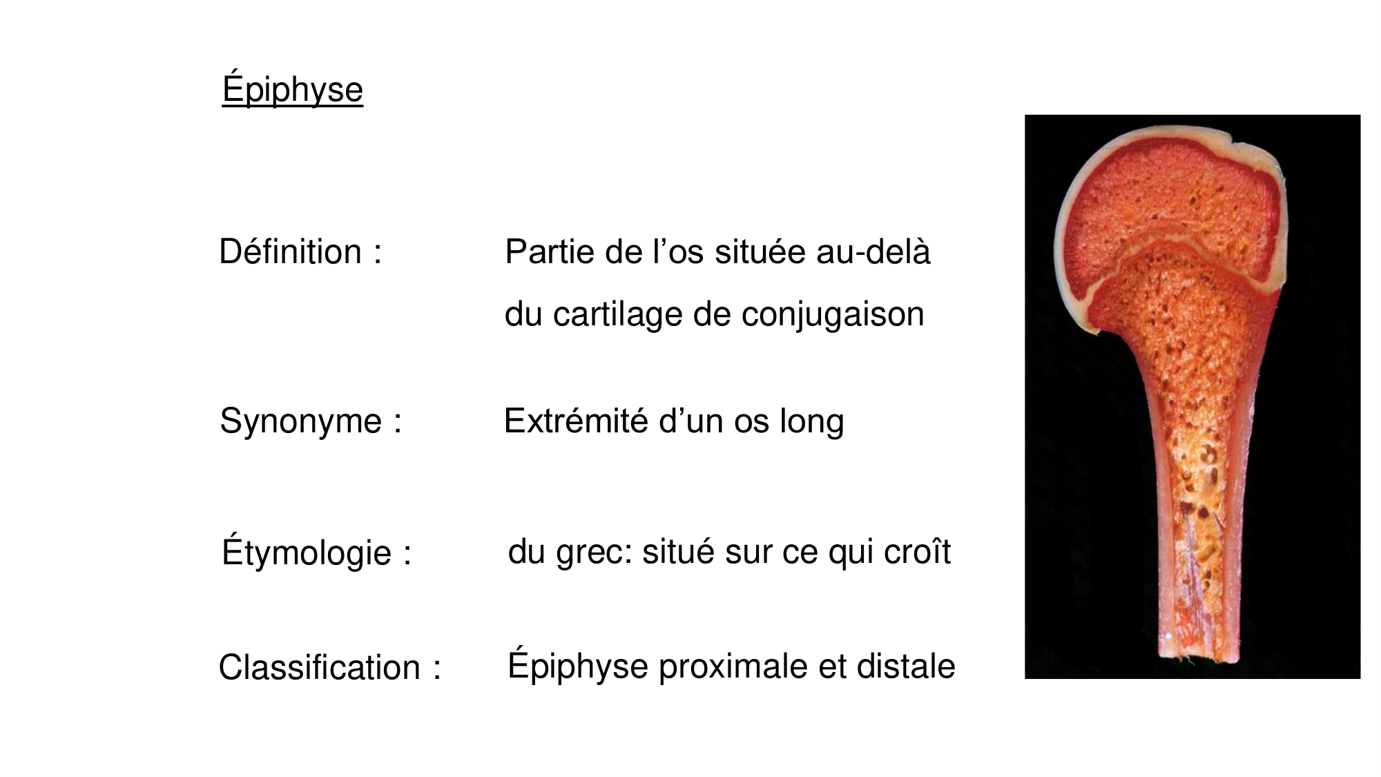 1 BA généralité ostéologie arthrologie 2025-26 page 12
