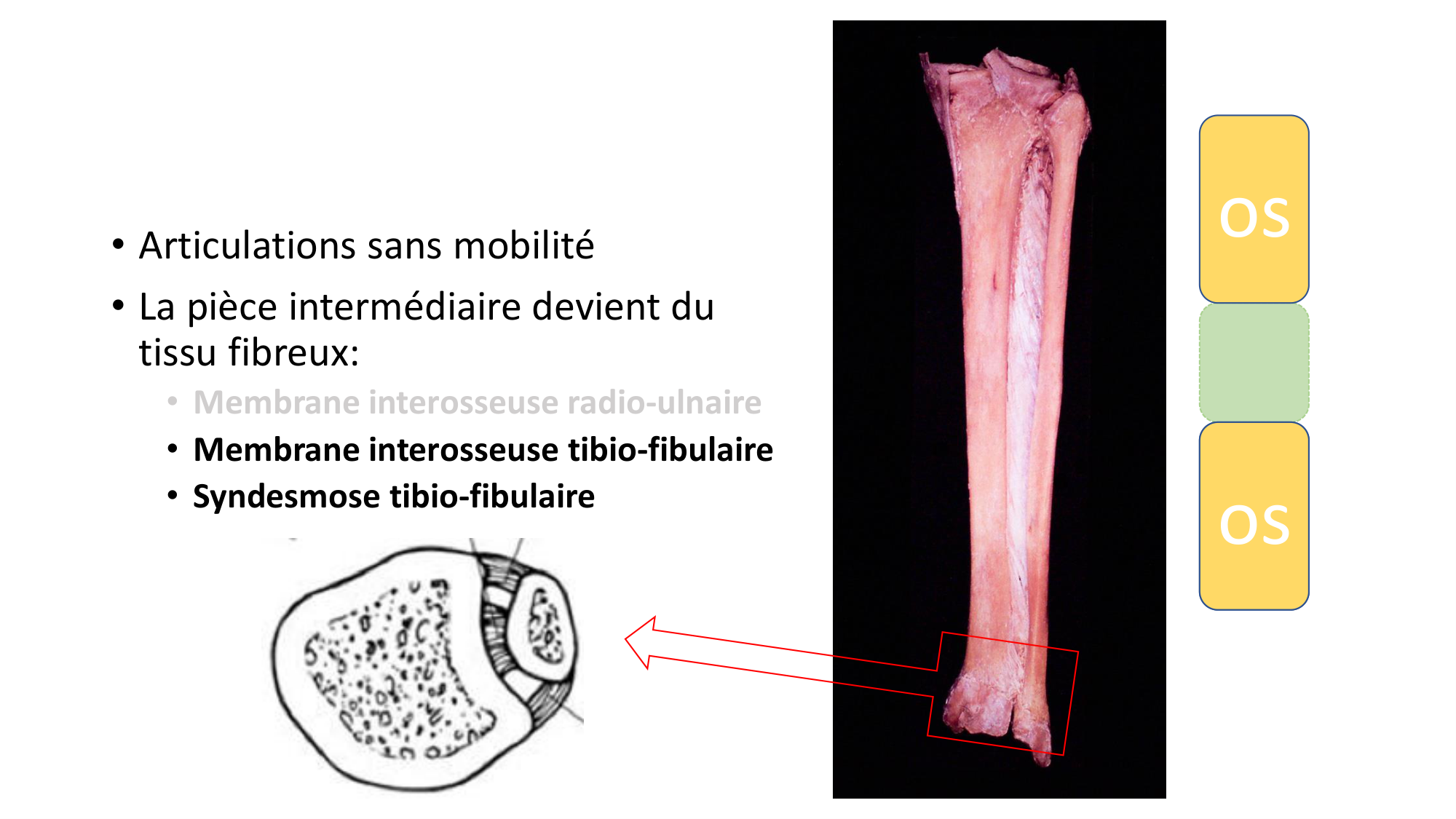 1 BA généralité ostéologie arthrologie 2025-26 page 23